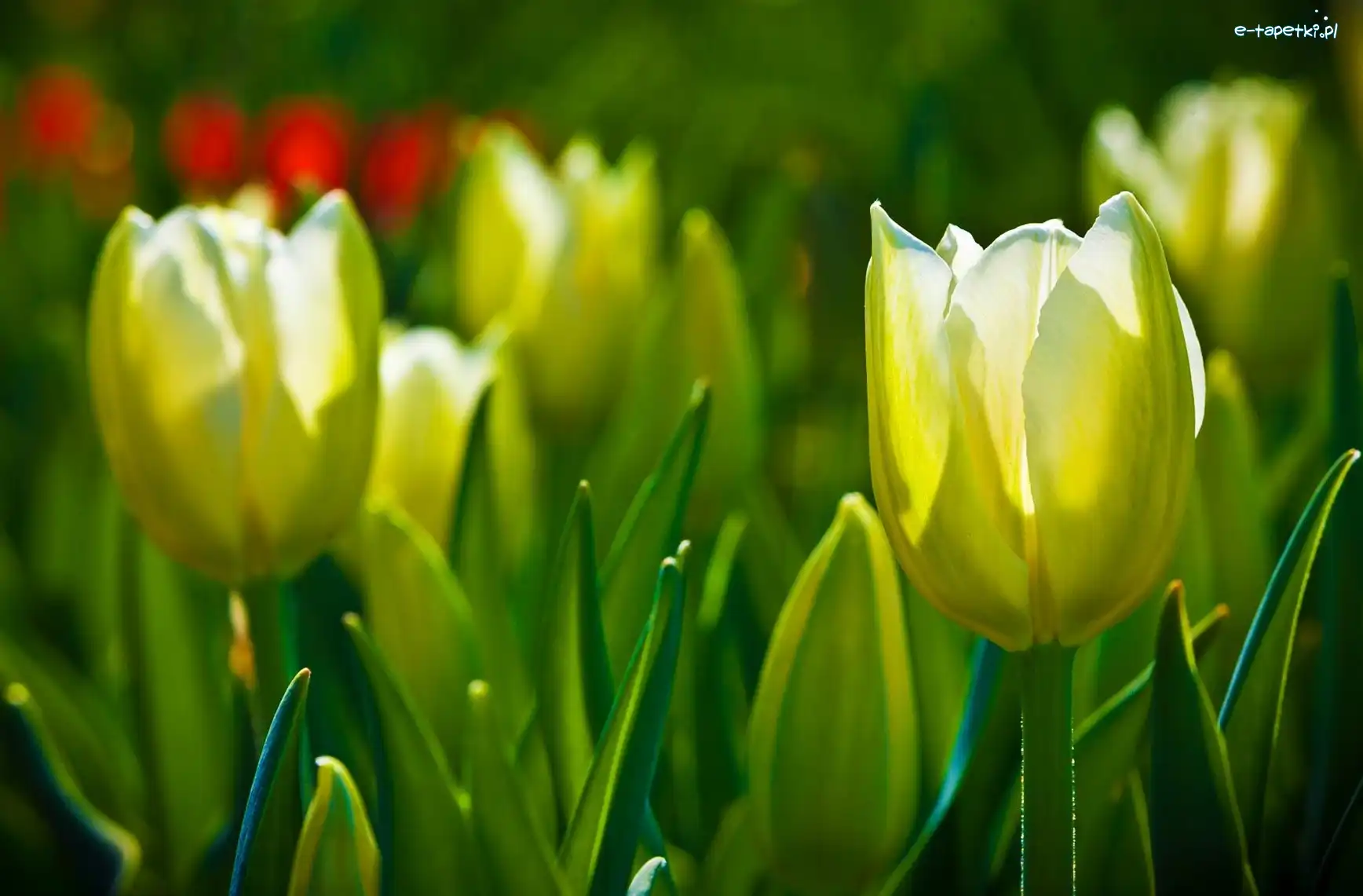 Tulipany, Żółte