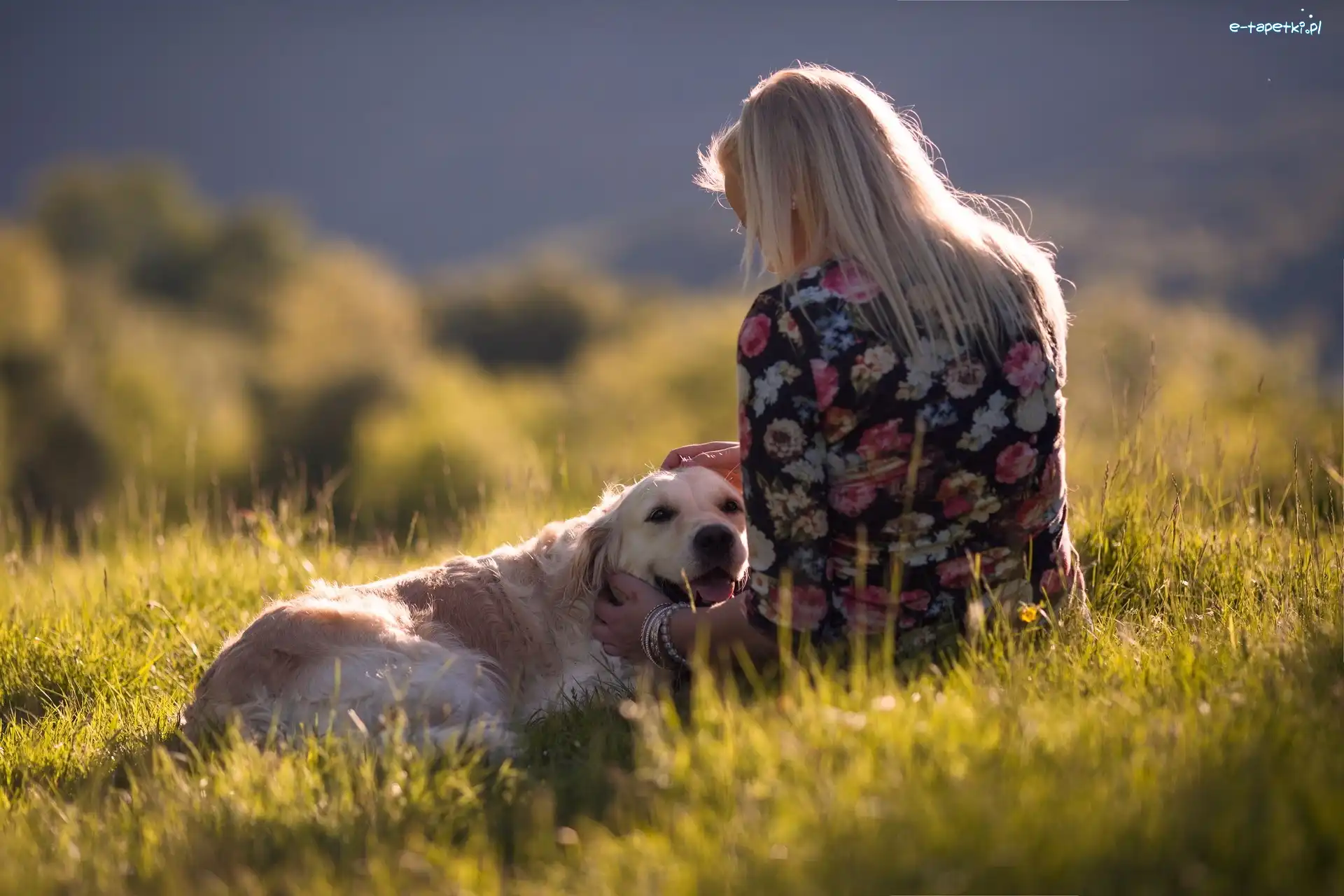 Golden Retriever, Trawa, Łąka, Dziewczyna