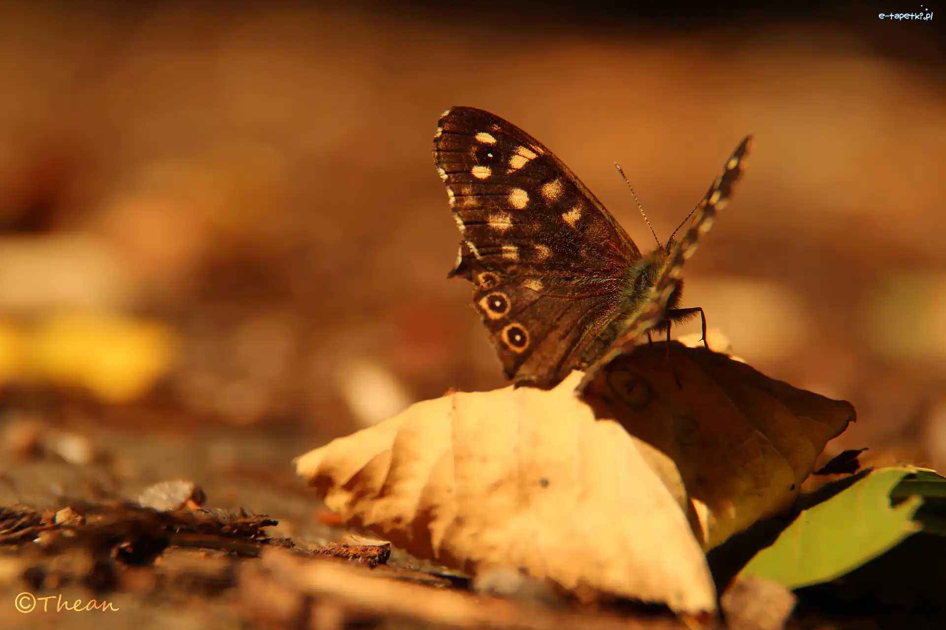 Liść, Suchy, Motyl