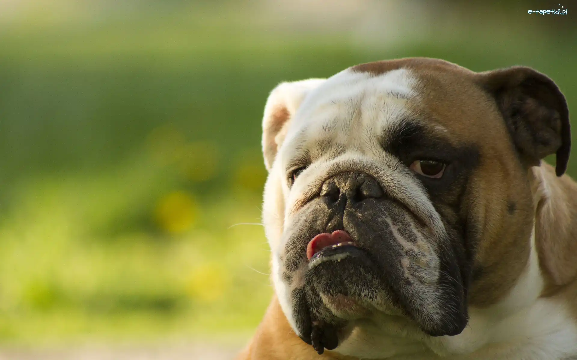 Portret, Angielski, Buldog