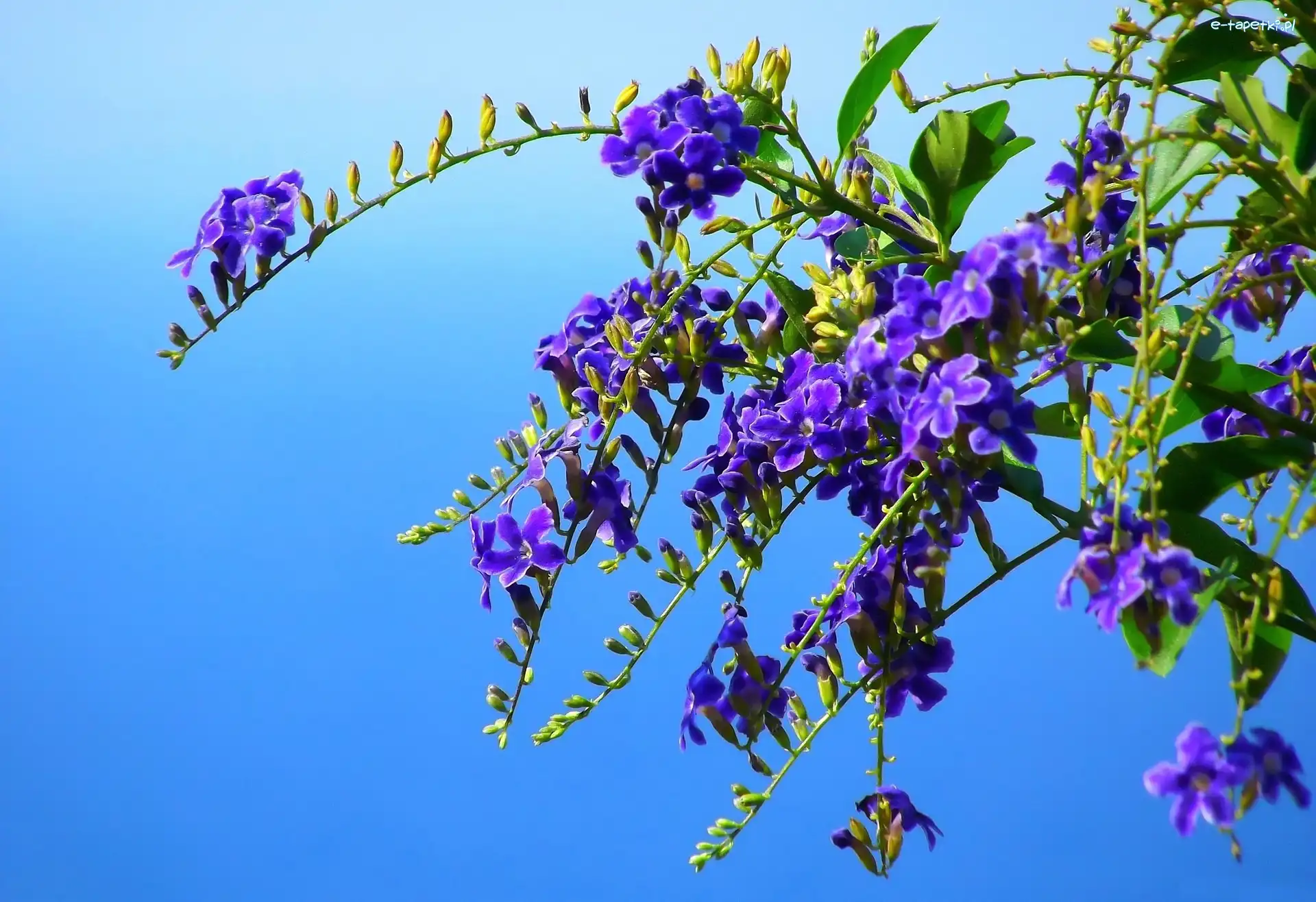 Duranta, Fioletowa, Kwiaty