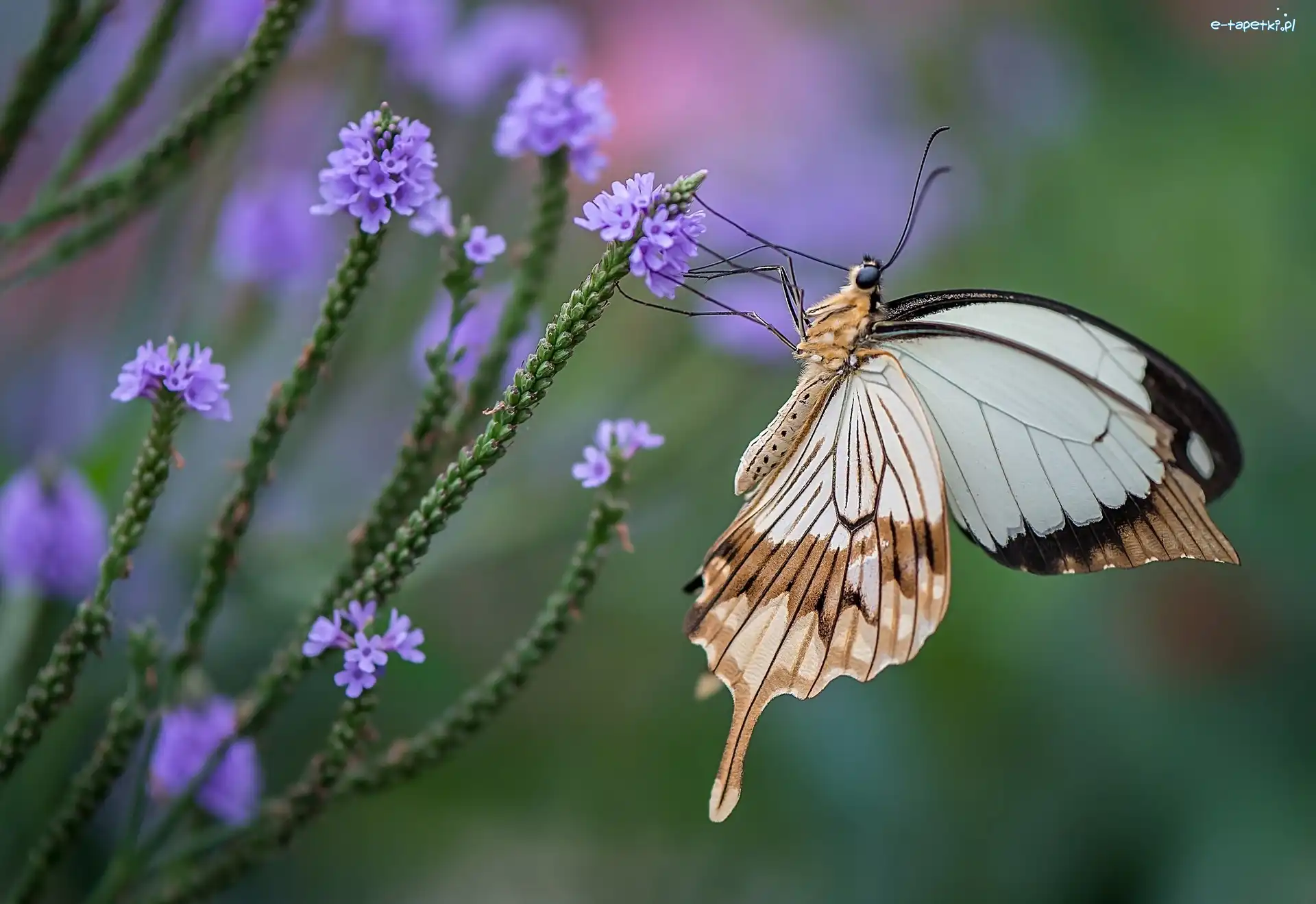 Kwiatki, Fioletowe, Motyl
