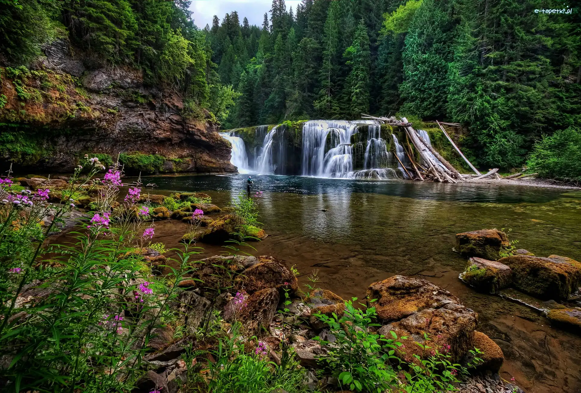 Las, Wodospad Lower Lewis River Falls, Stany Zjednoczone, Stan Waszyngton, Skały, Drzewa, Osada Cougar, Rzeka