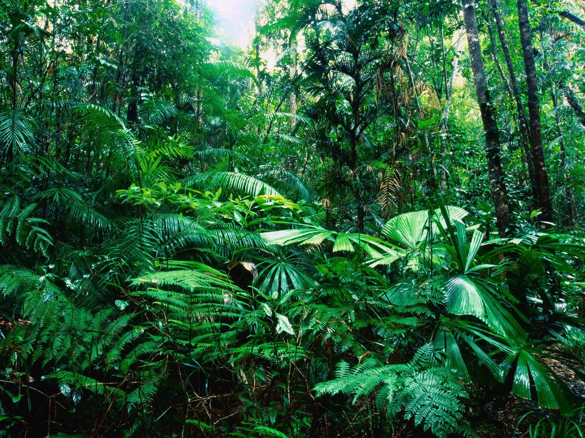 Tropikalny, Las, Queensland