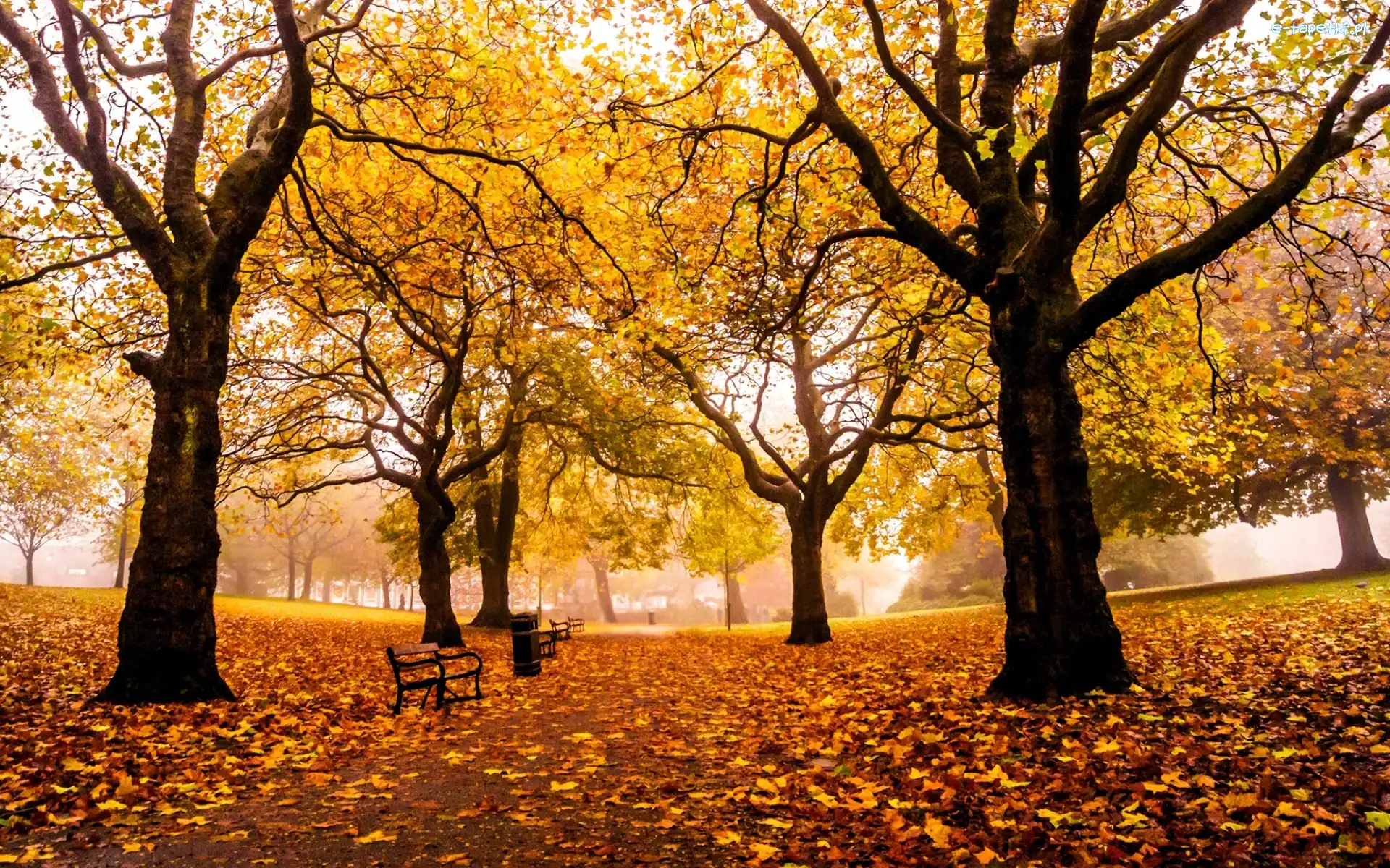 Park, Liście, Drzewa, Jesień, Ławki