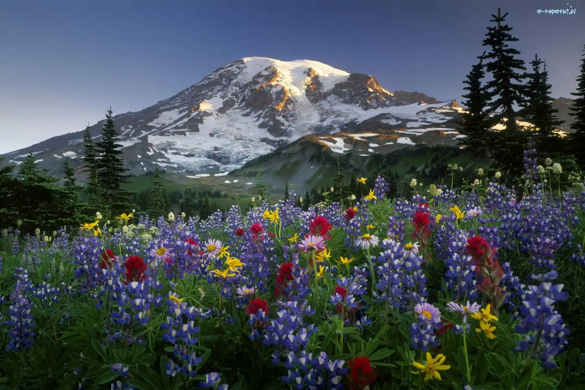 Chmury, Góry, Stany Zjednoczone, Łubin, Drzewa, Łąka, Kwiaty, Park Narodowy Mount Rainier, Stratowulkan Mount Rainier, Stan Waszyngton