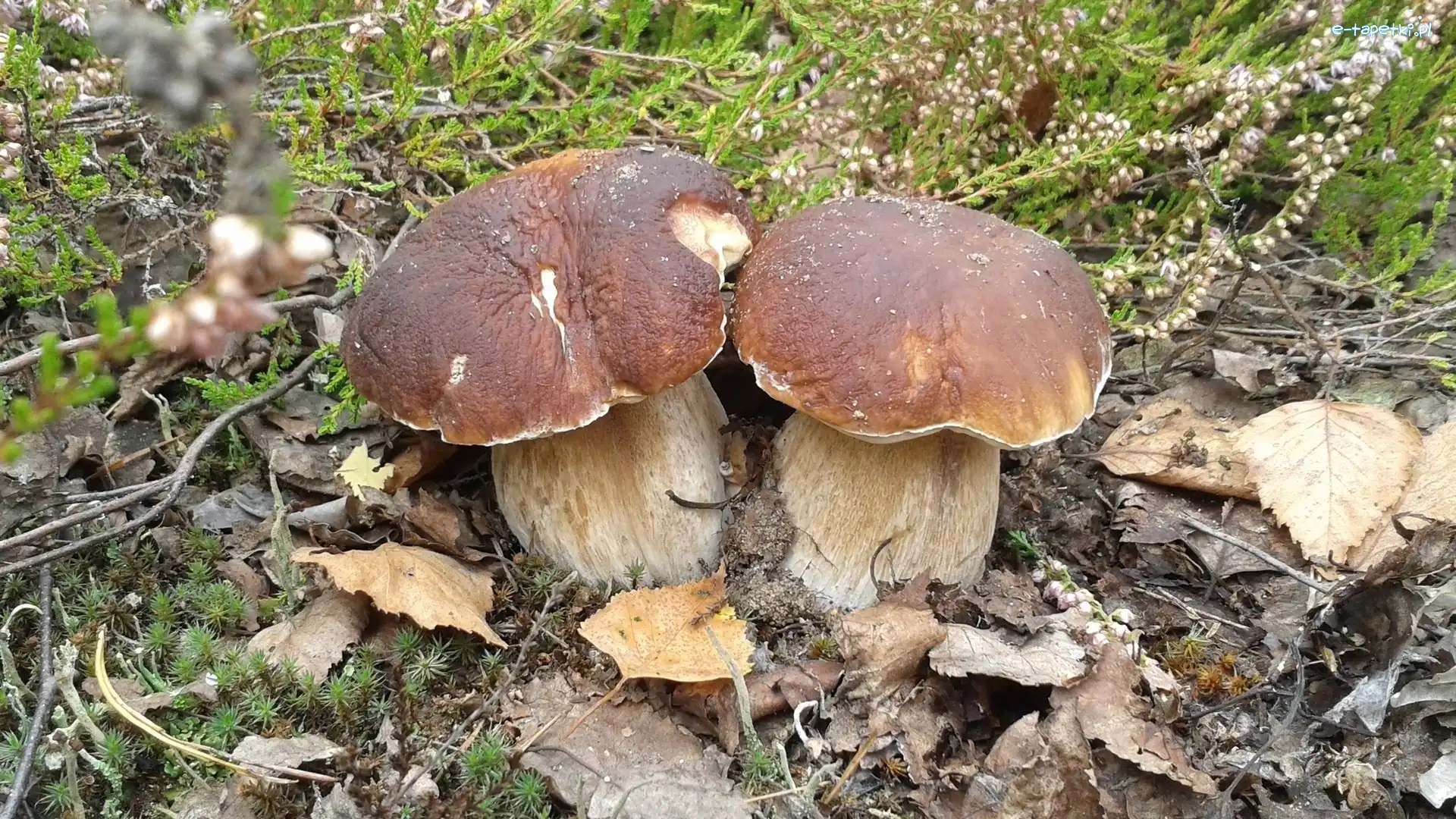 Las, Jesień, Liście, Prawdziwki
