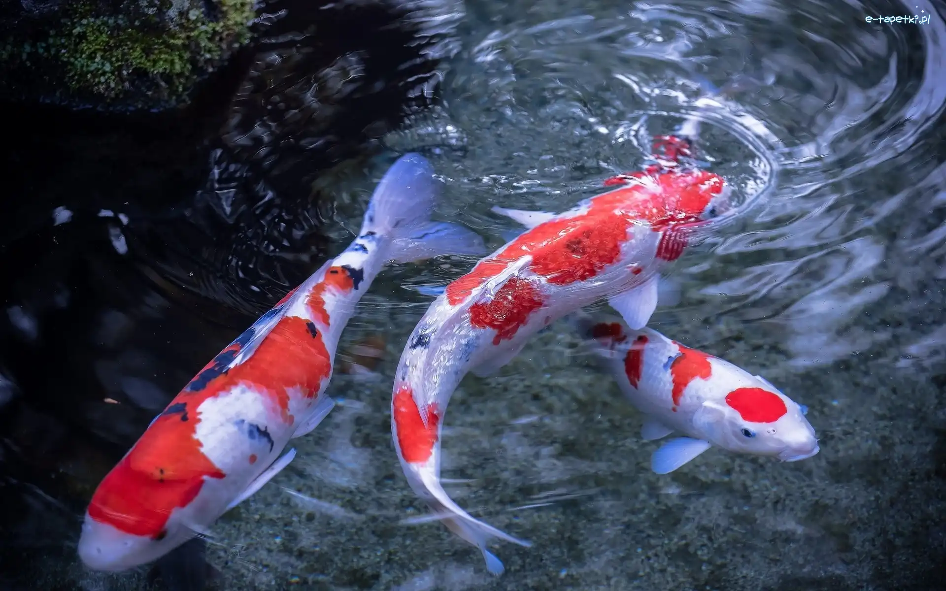 Koi, Karpie, Japońskie