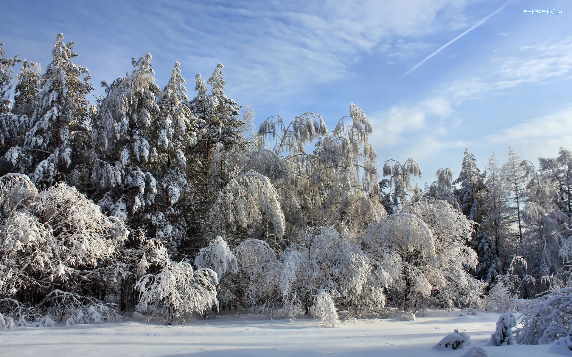 Śnieg, Las, Zima