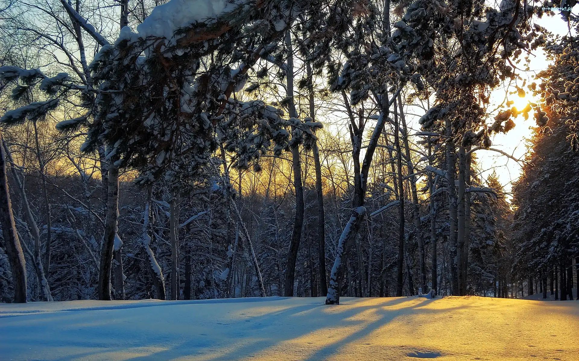 Przebijające Światło, Las, Zima