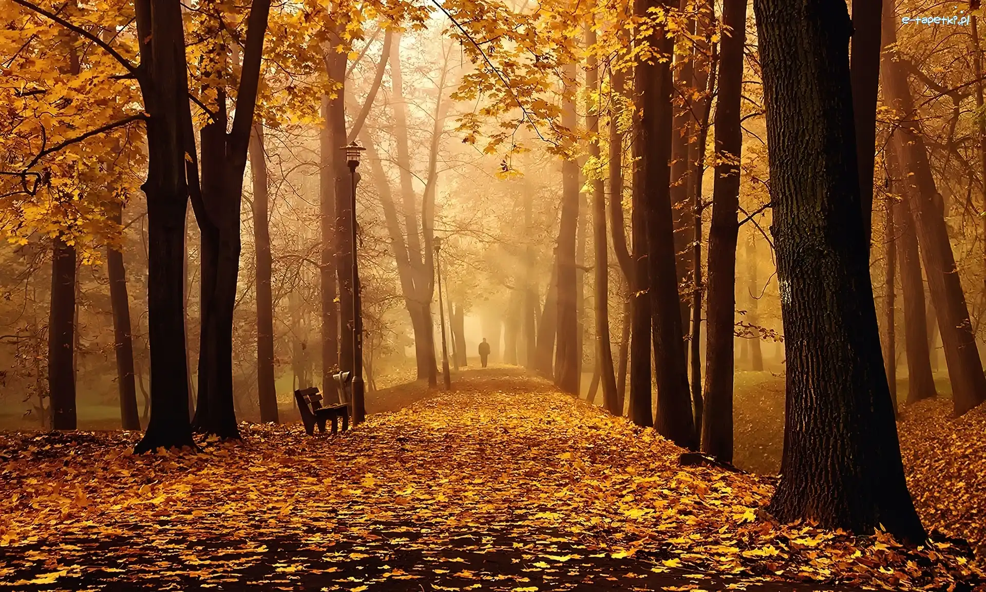 Aleja, Park, Ławka, Mgła