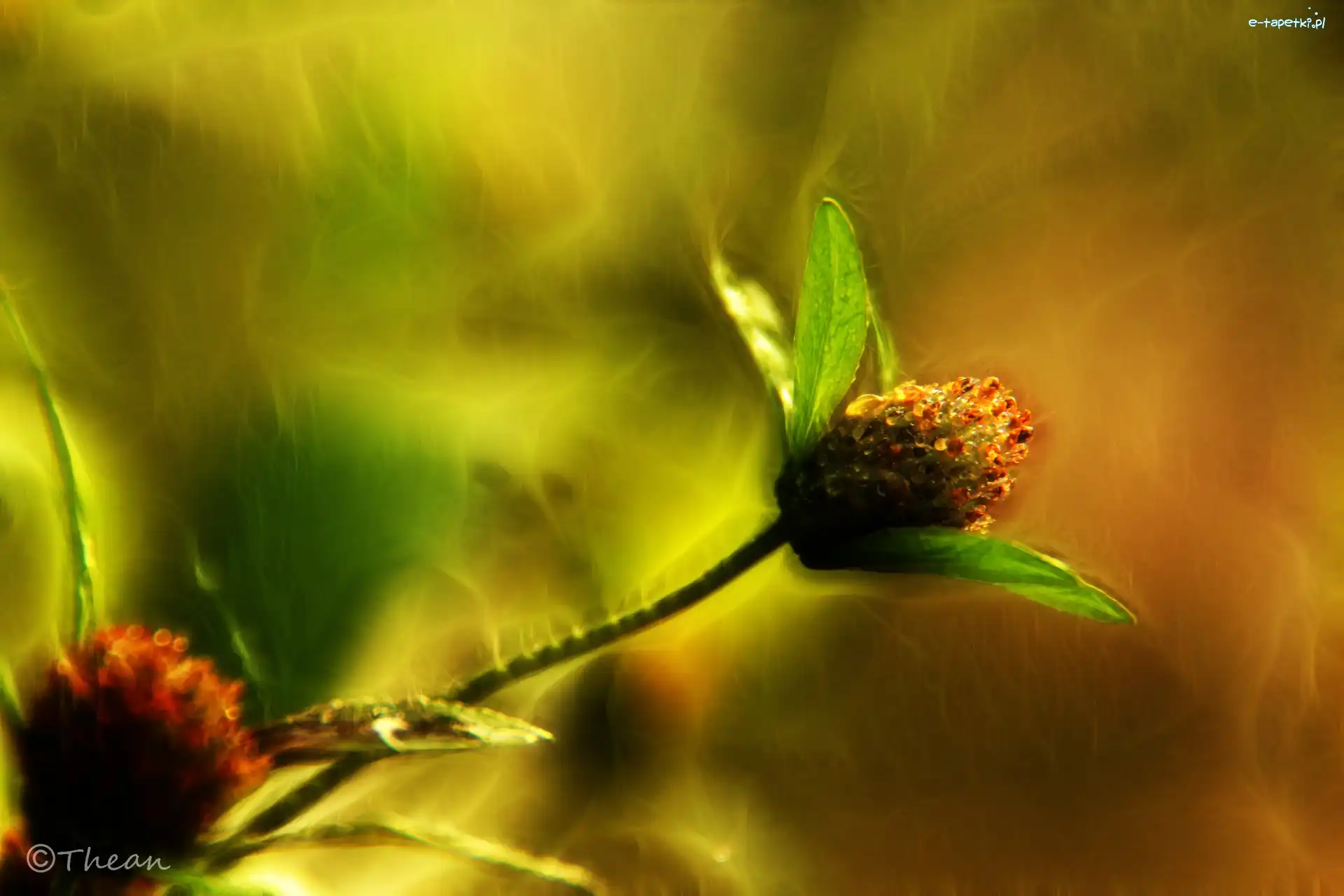 Fractalius, Kwiat