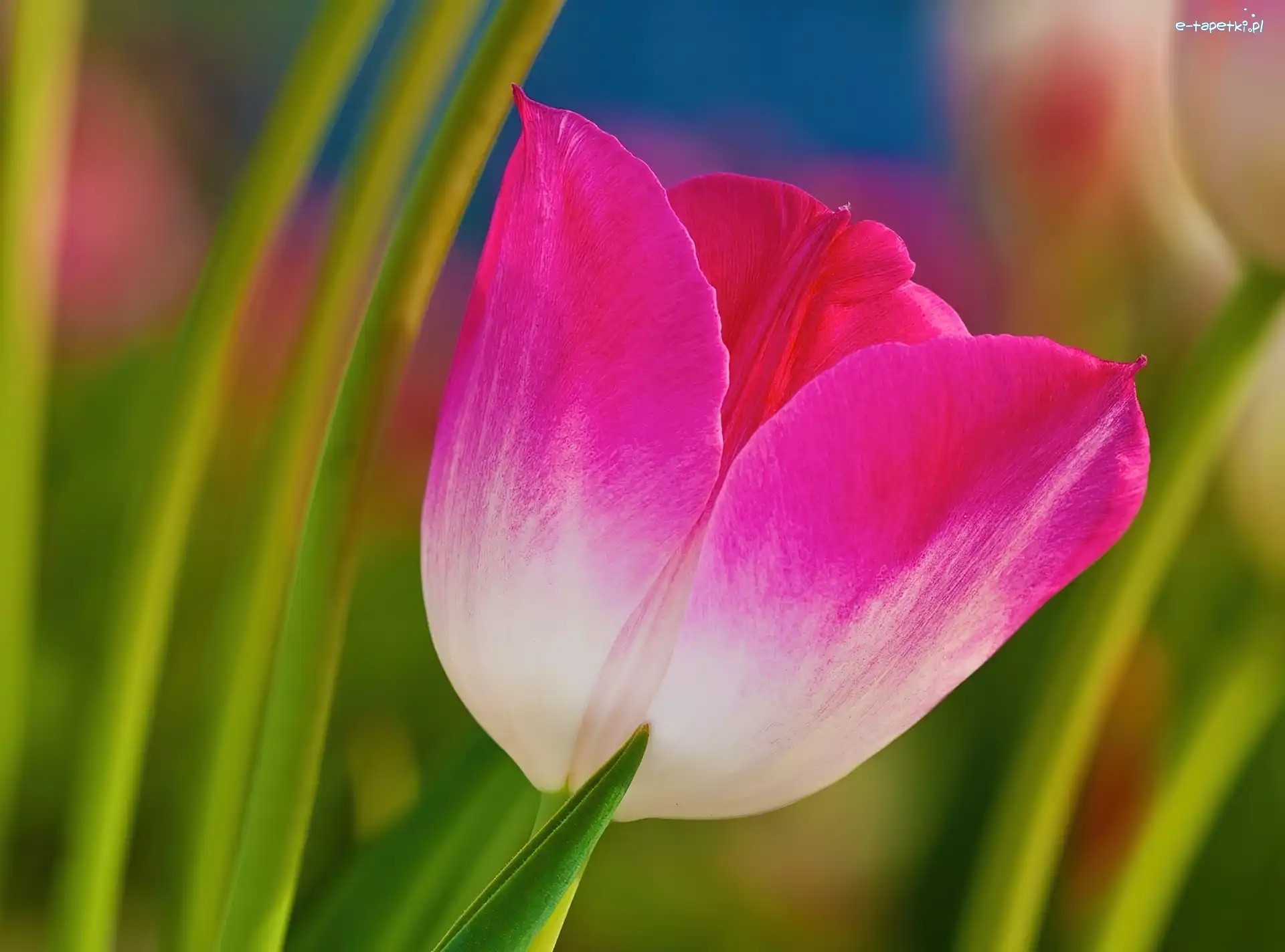 Liście, Tulipan, Różowy