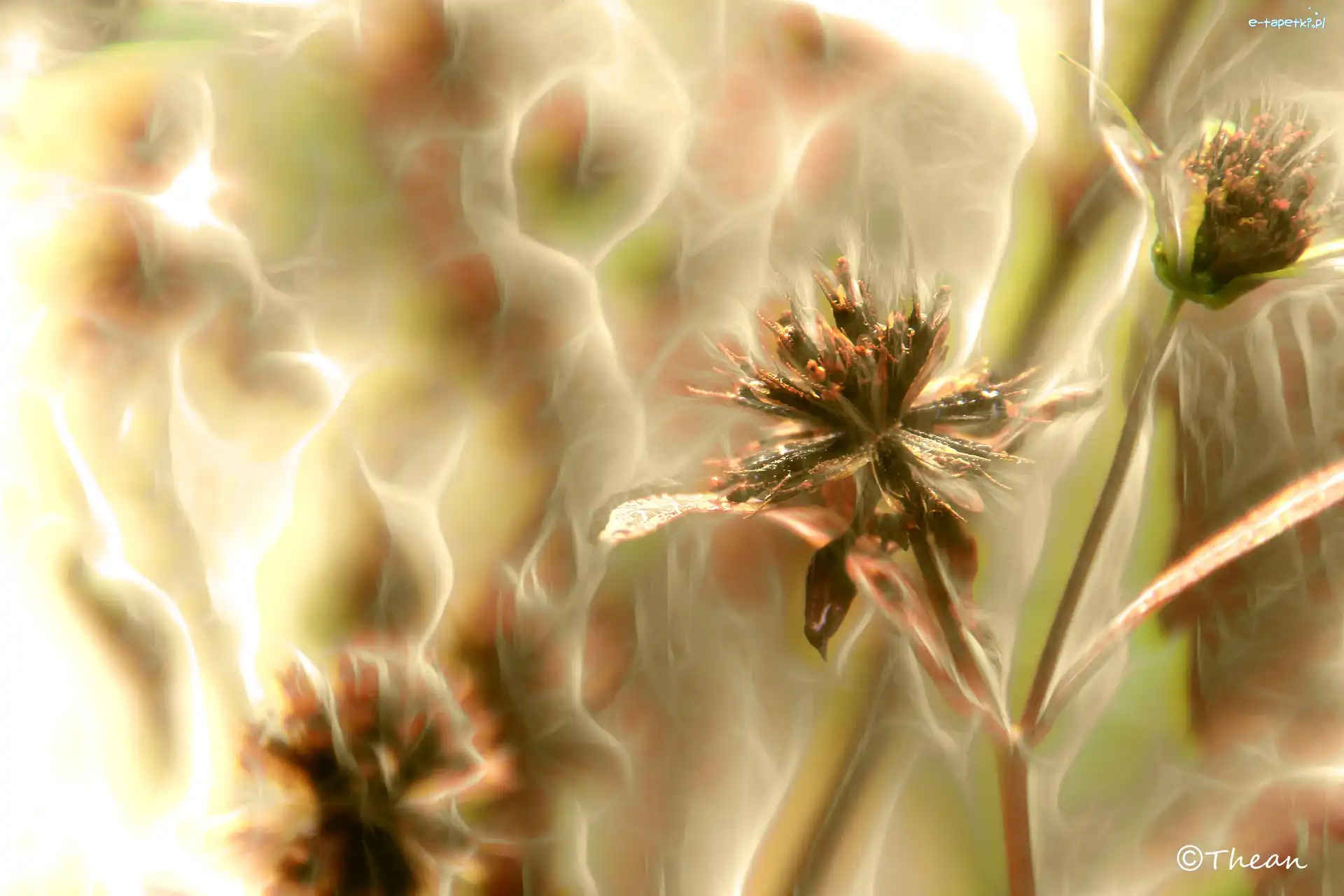 Fractalius, Kwiaty