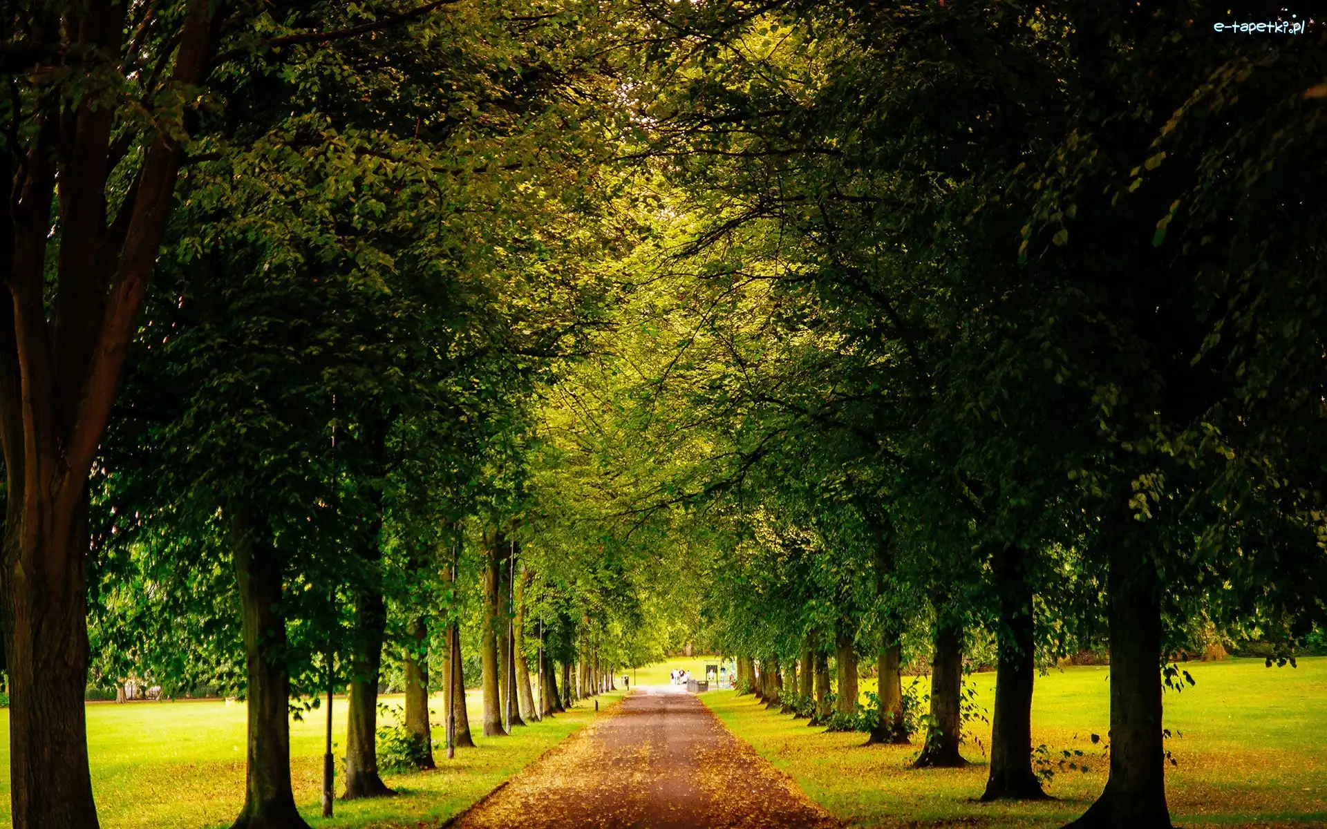 Park, Drzewa, Aleja, Jesień, Liście