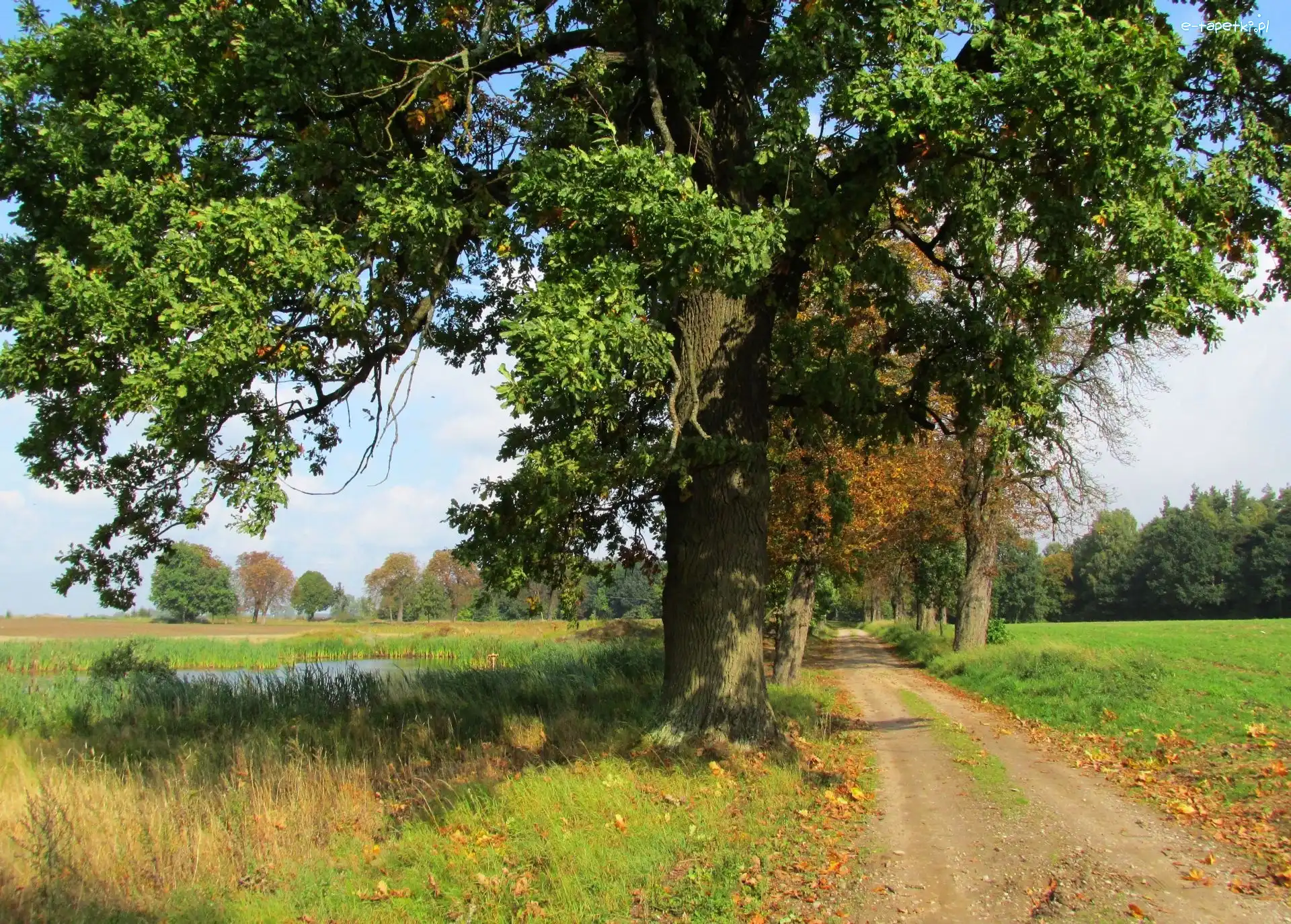 Drzewo, Droga, Pole, Jesień
