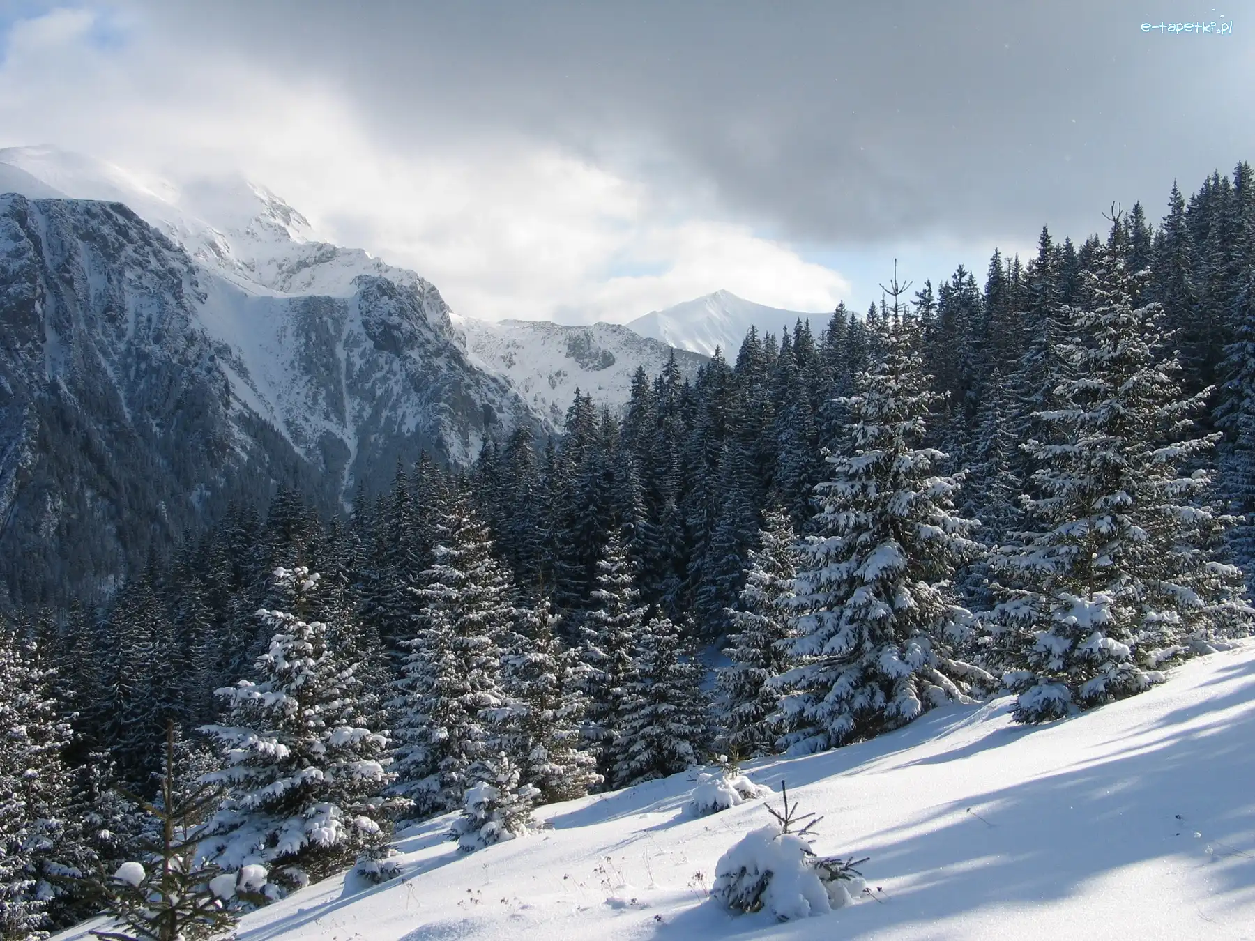 Lasy, Góry, Śnieg