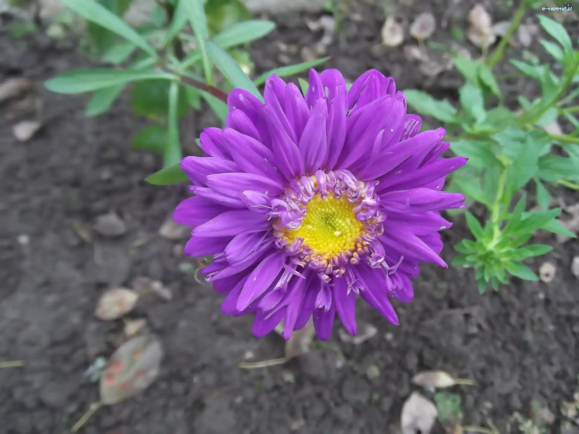 Cynia, Fioletowa