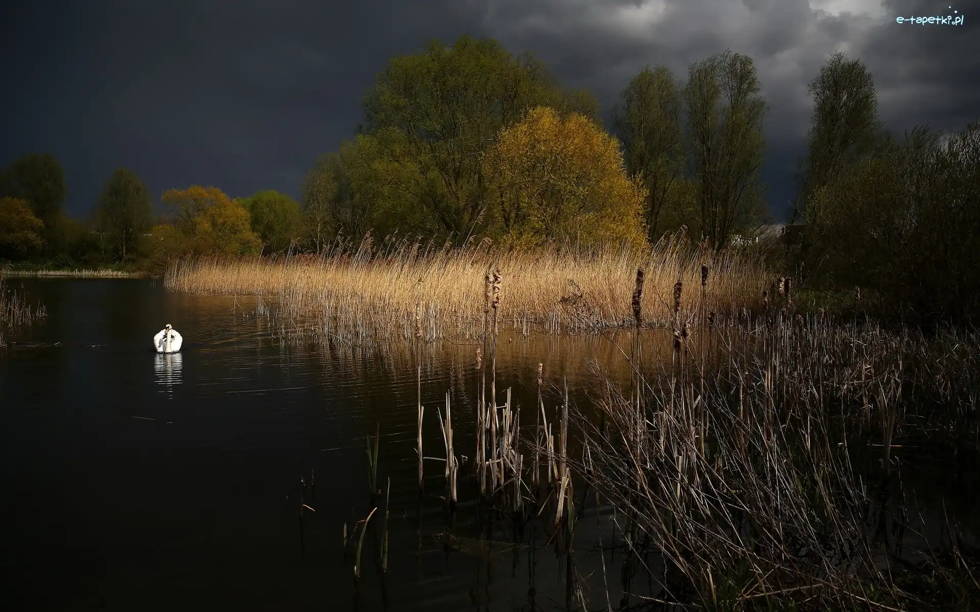 Szuwary, Łabędz, Noc, Jezioro