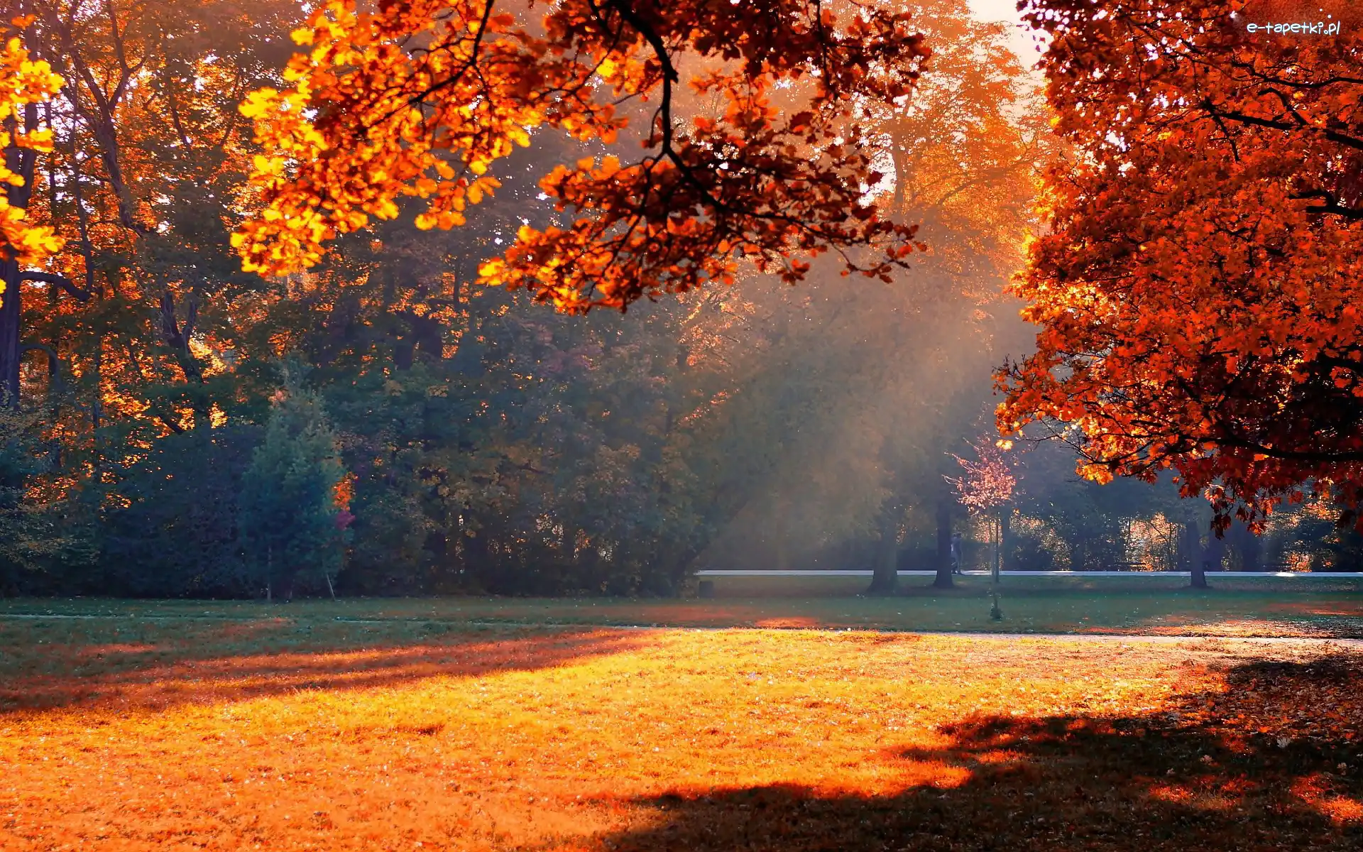 Park, Mgła, Drzewa, Jesień