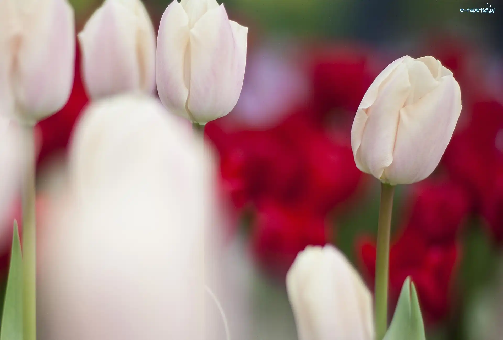Tulipany, Białe