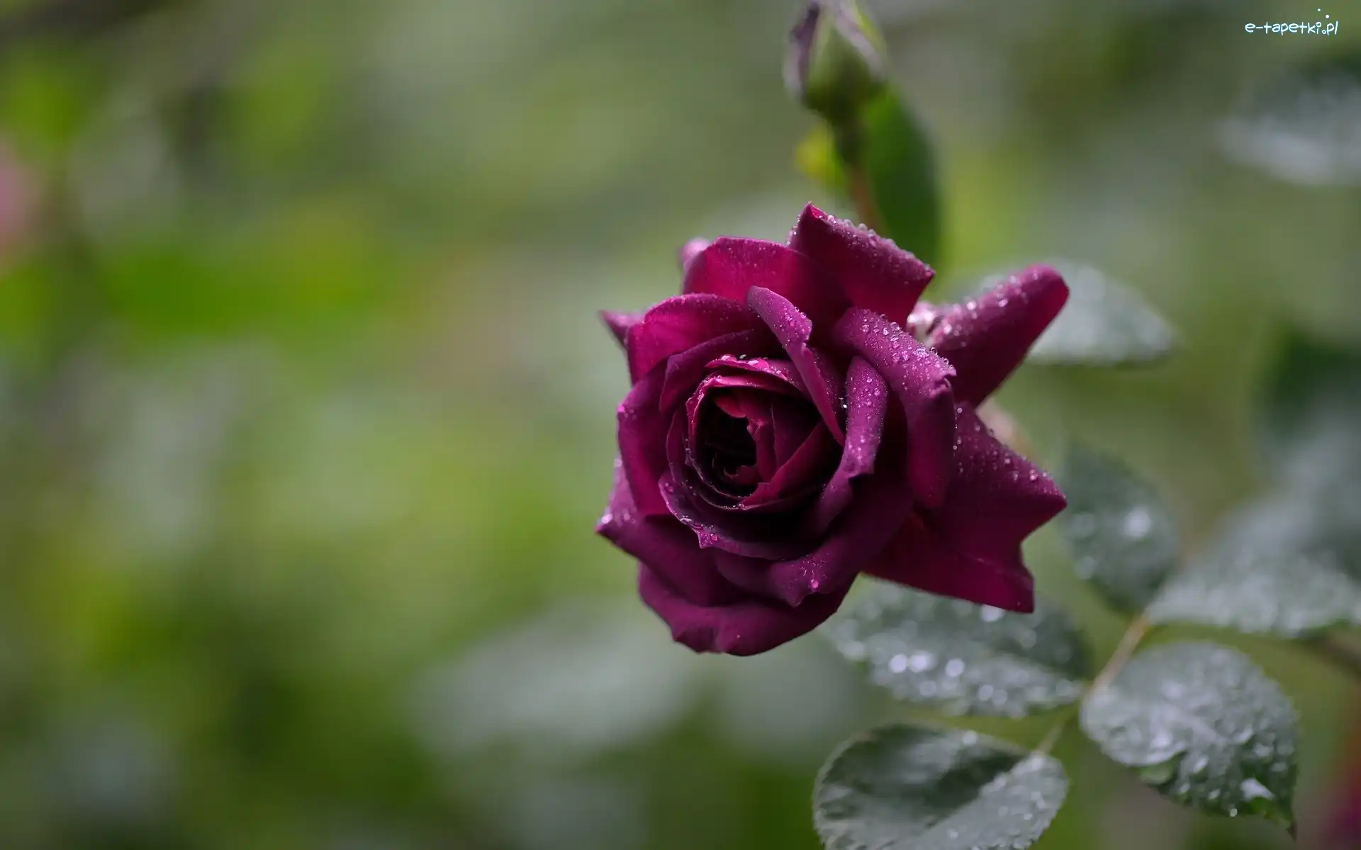 Rosa, Róża, Bordowa