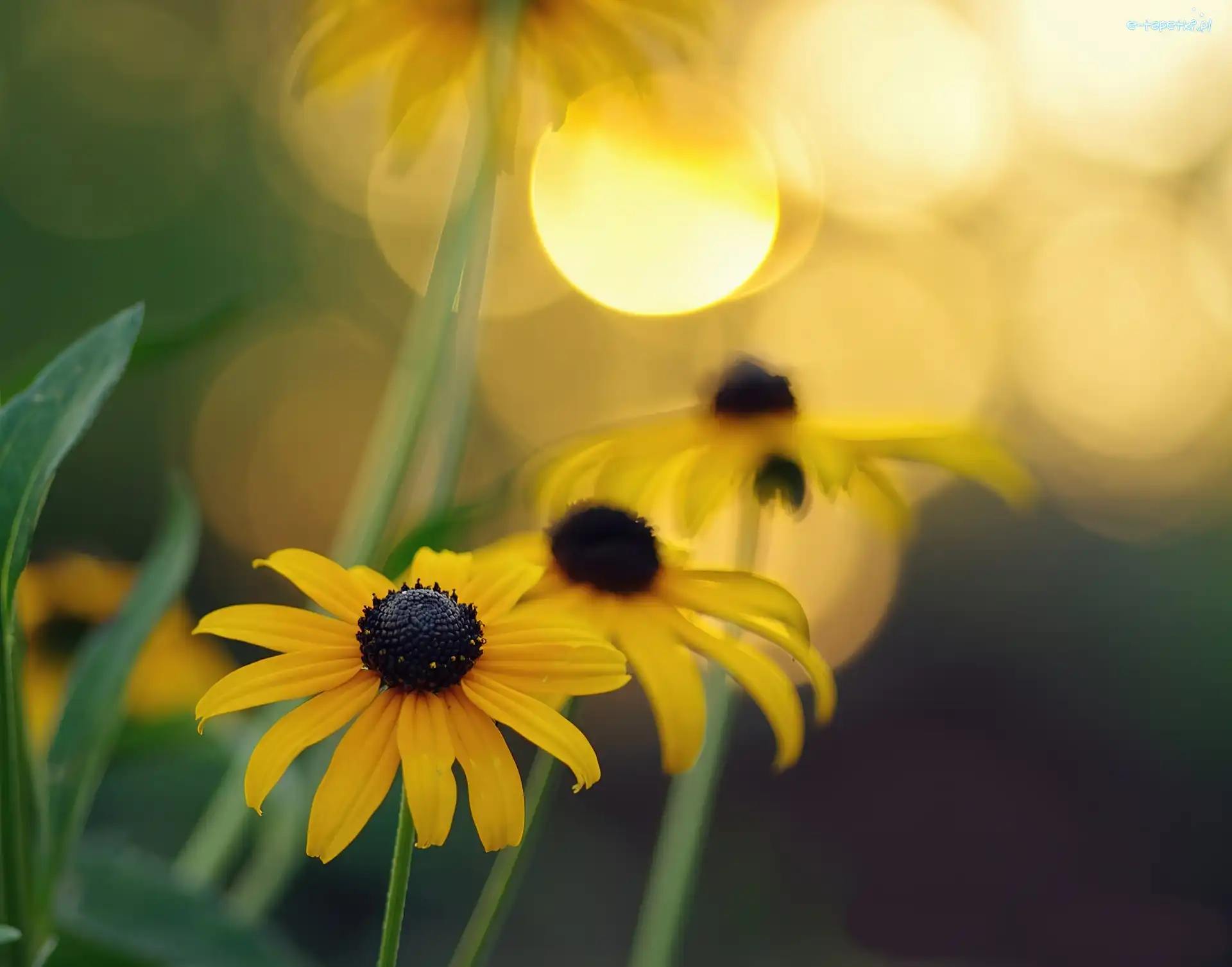 Rudbekie, Żółte