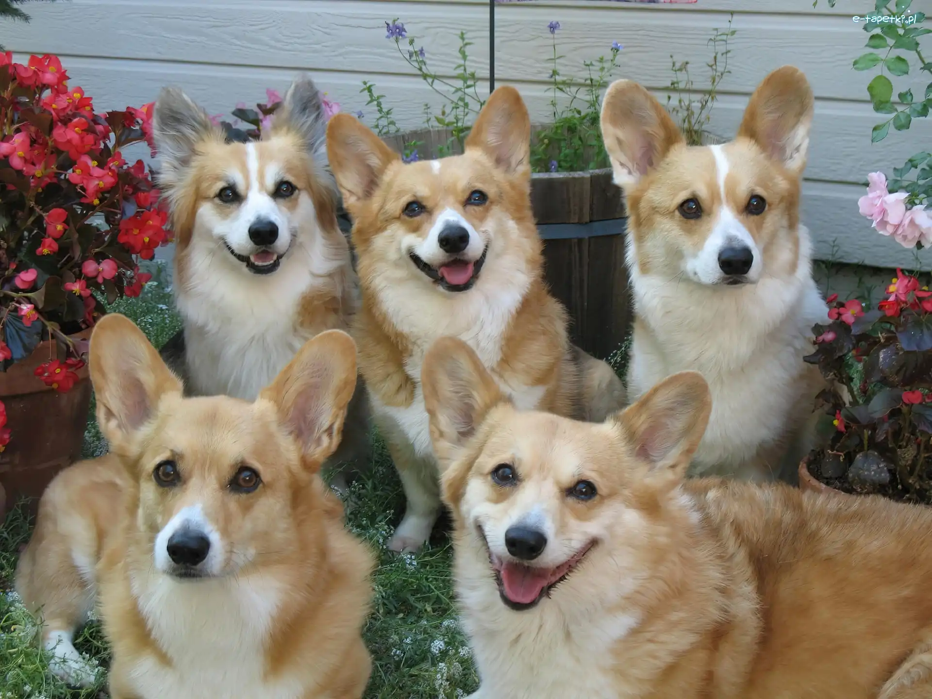 Pasterskie, Ogród, Welsh Corgi Pembroke, Psy