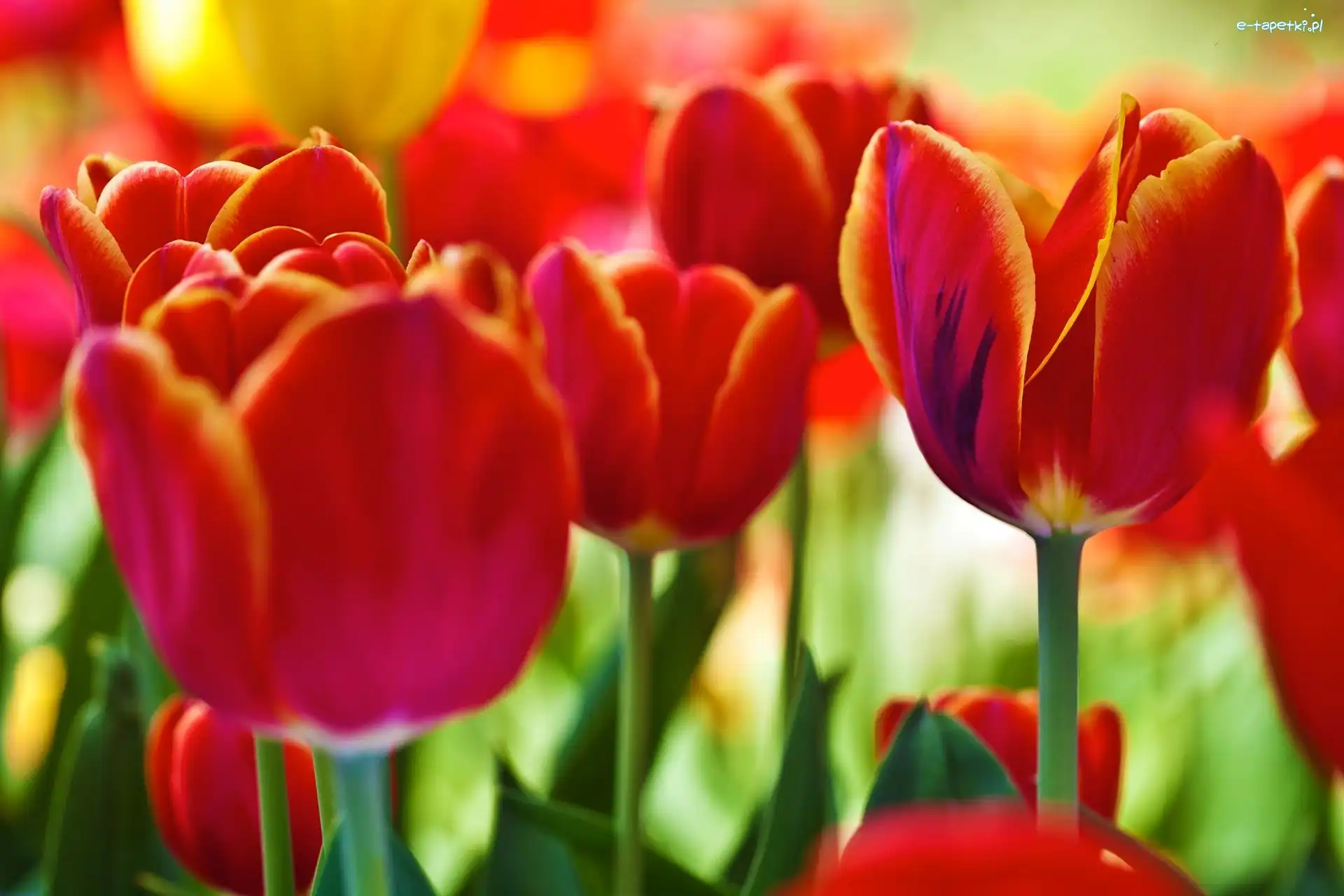 Tulipany, Czerwone