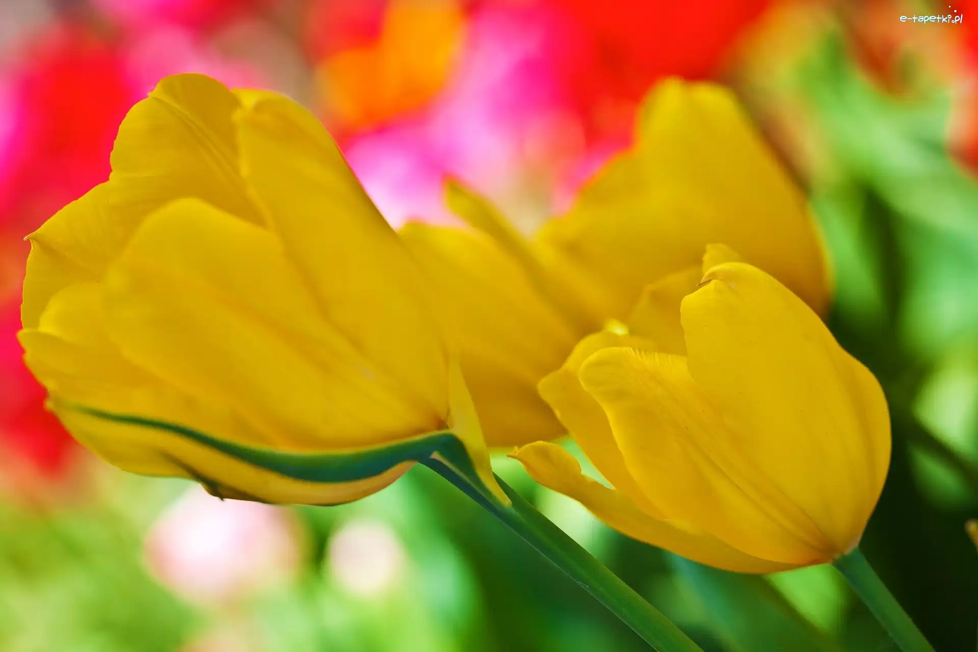 Tulipany, Żółte