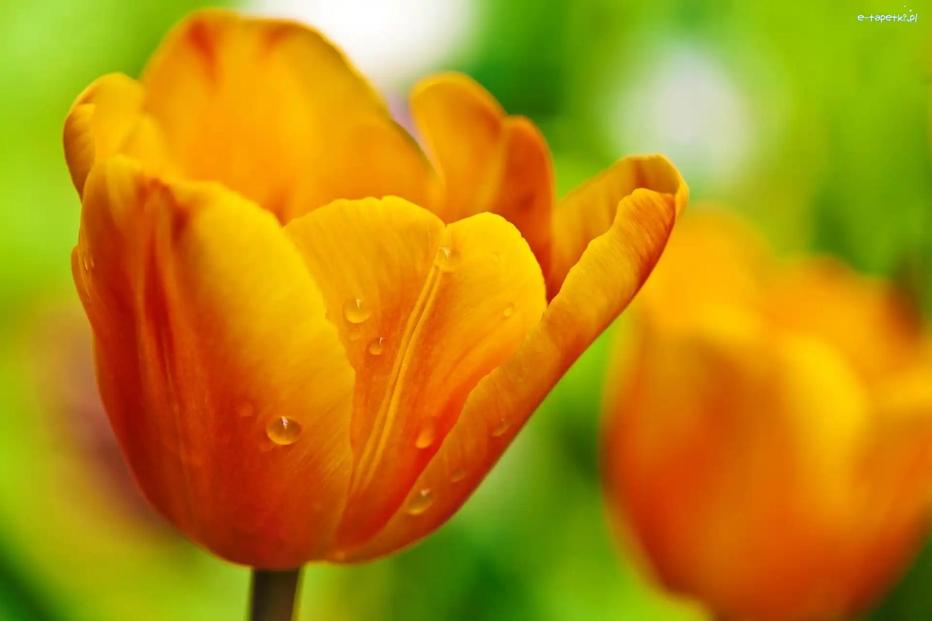 Tulipan, Rosy, Krople, Żółty
