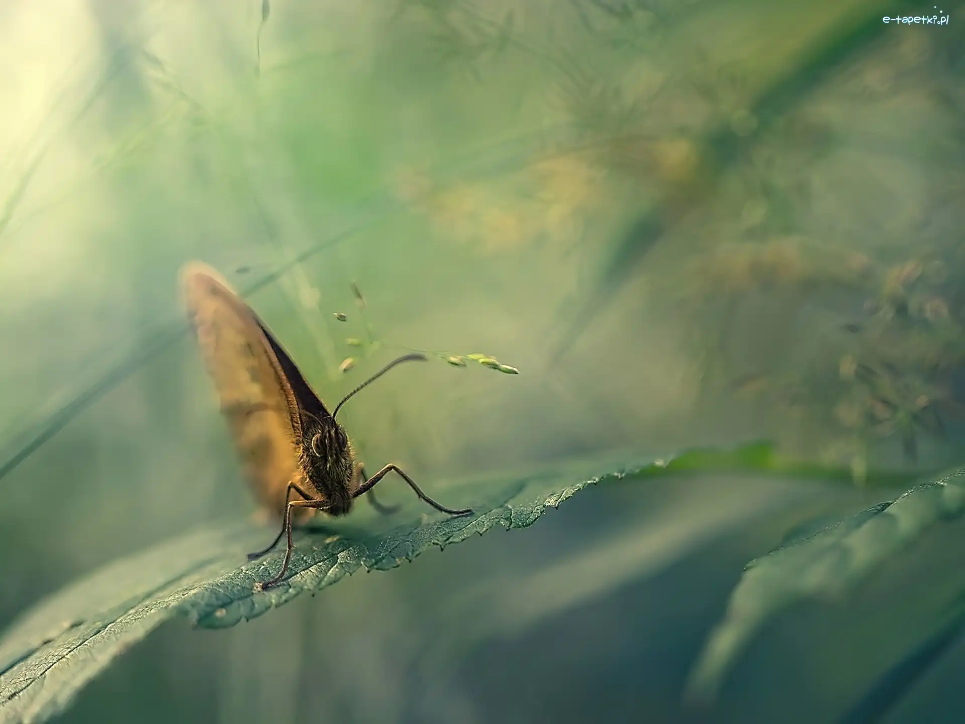 Liść, Motyl