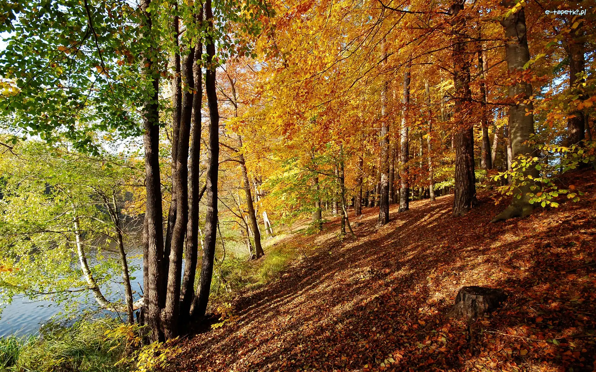 Skarpa, Rzeka, Drzewa, Jesień
