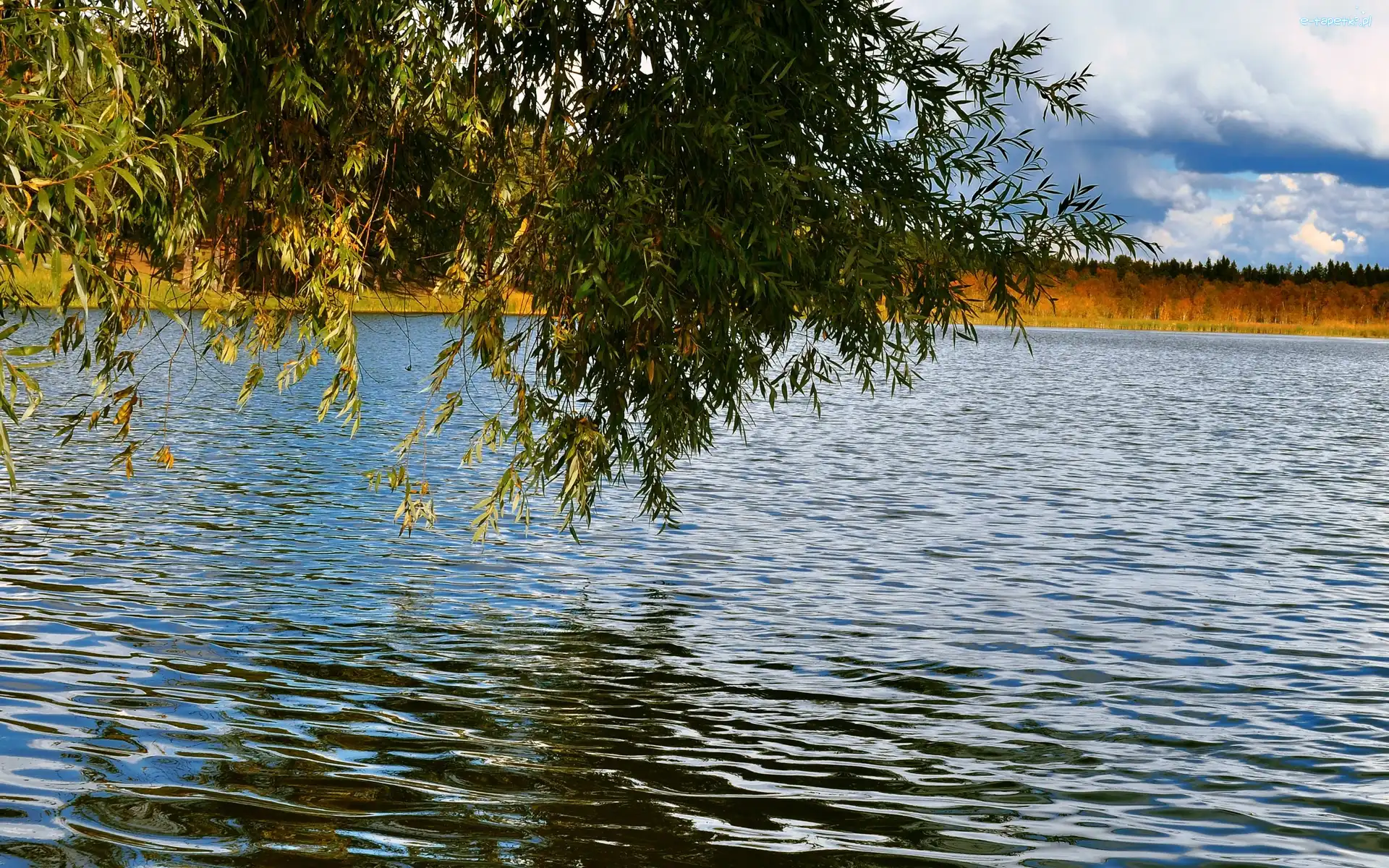 Jesień, Drzewo, Jezioro
