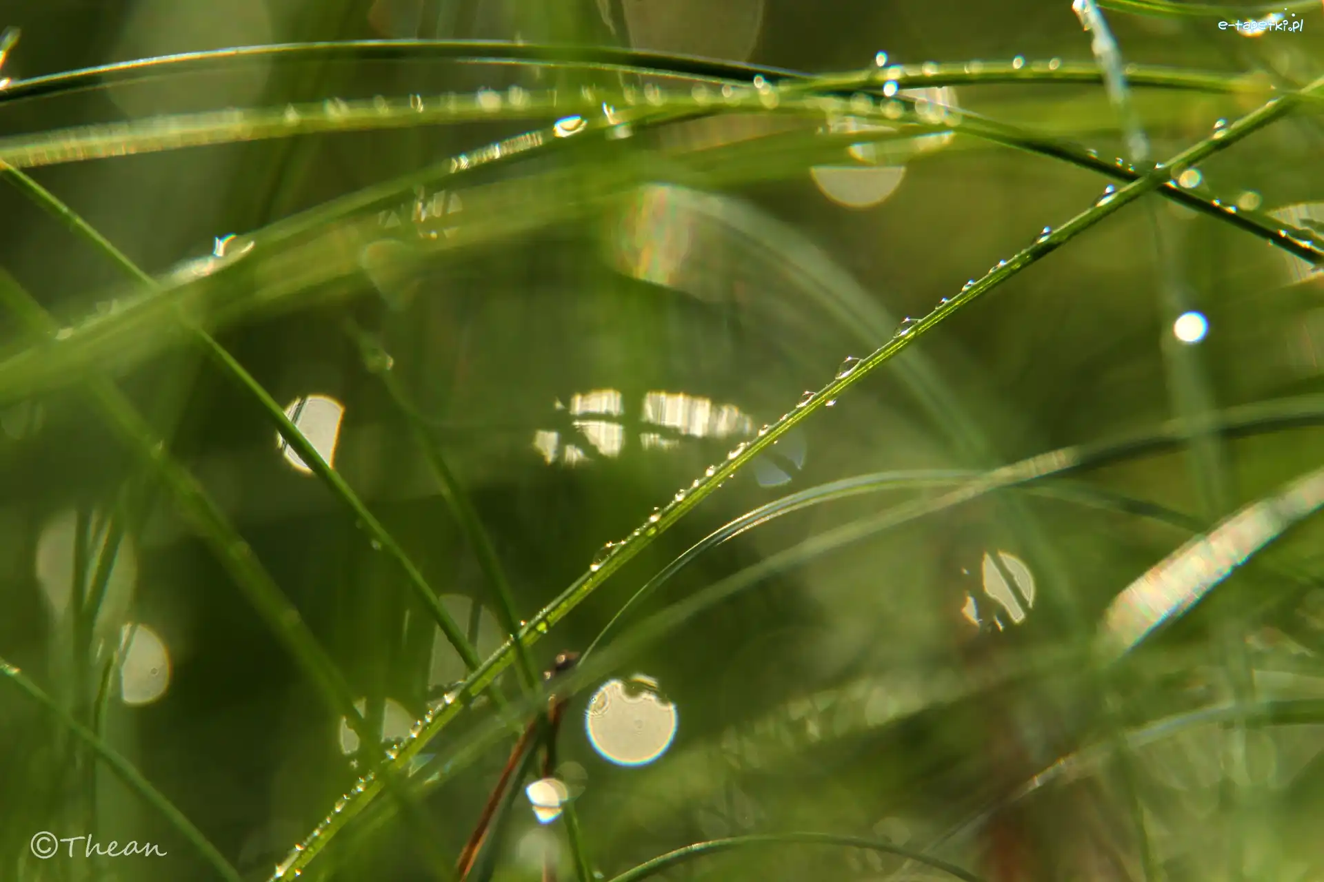 Krople, Bokeh, Makro, Trawa