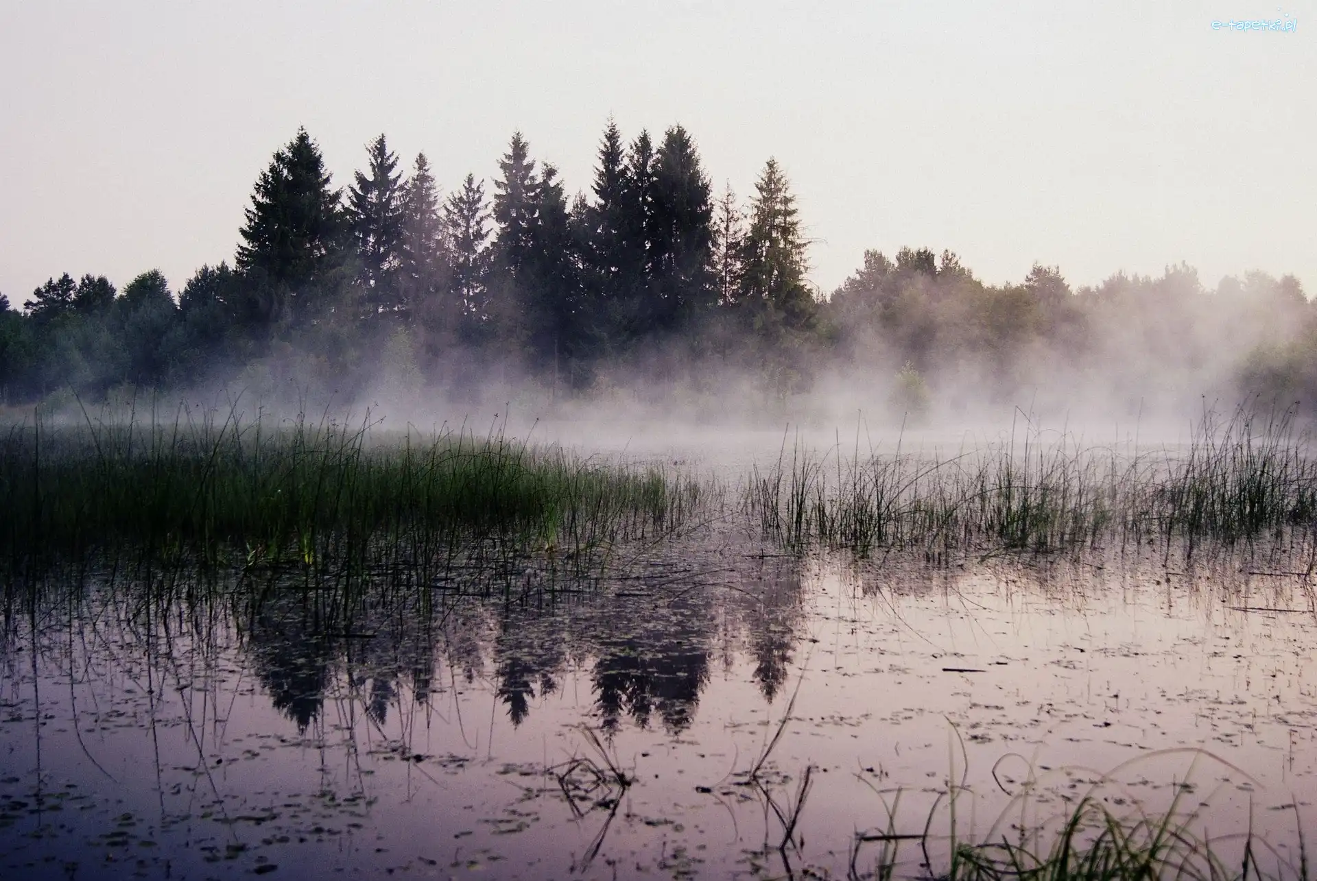 Jezioro, Drzewa
