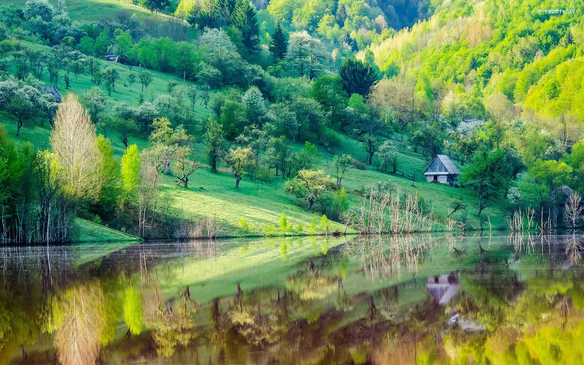 Las, Jezioro, Wiosna