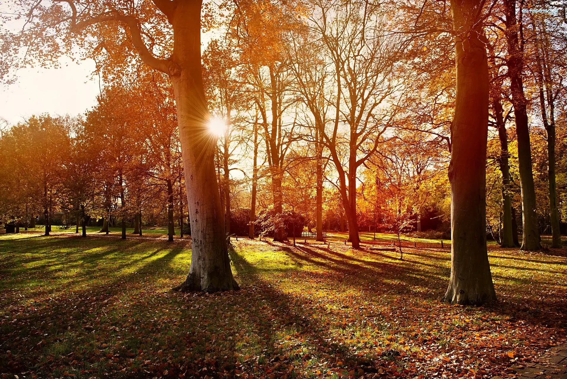 Jesień, Słońca, Promienie, Park