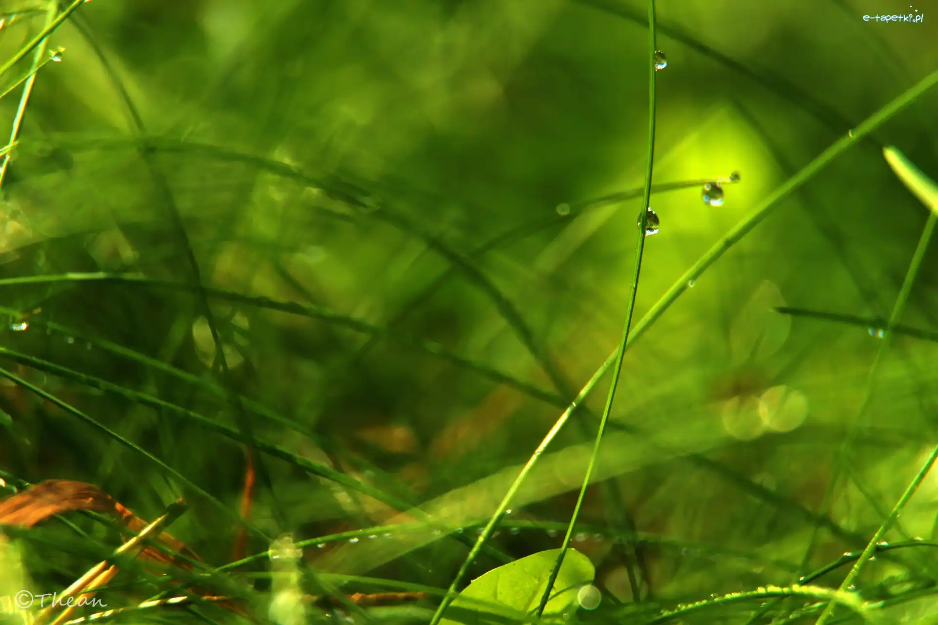 Źdźbła, Bokeh, Krople, Trawa