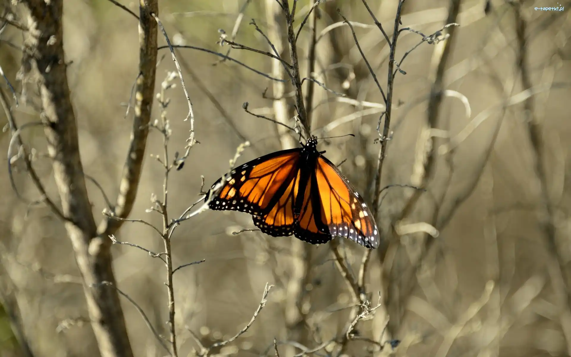 Jesień, Motyl, Kolorowy
