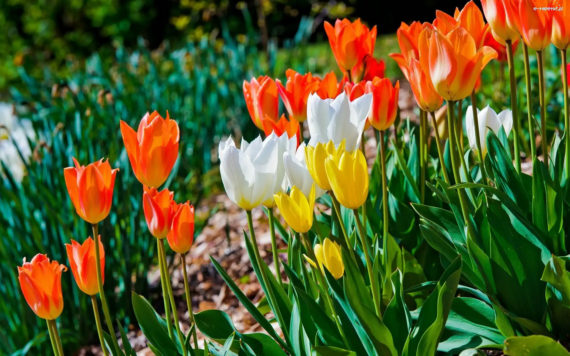 Tulipany, Kolorowe