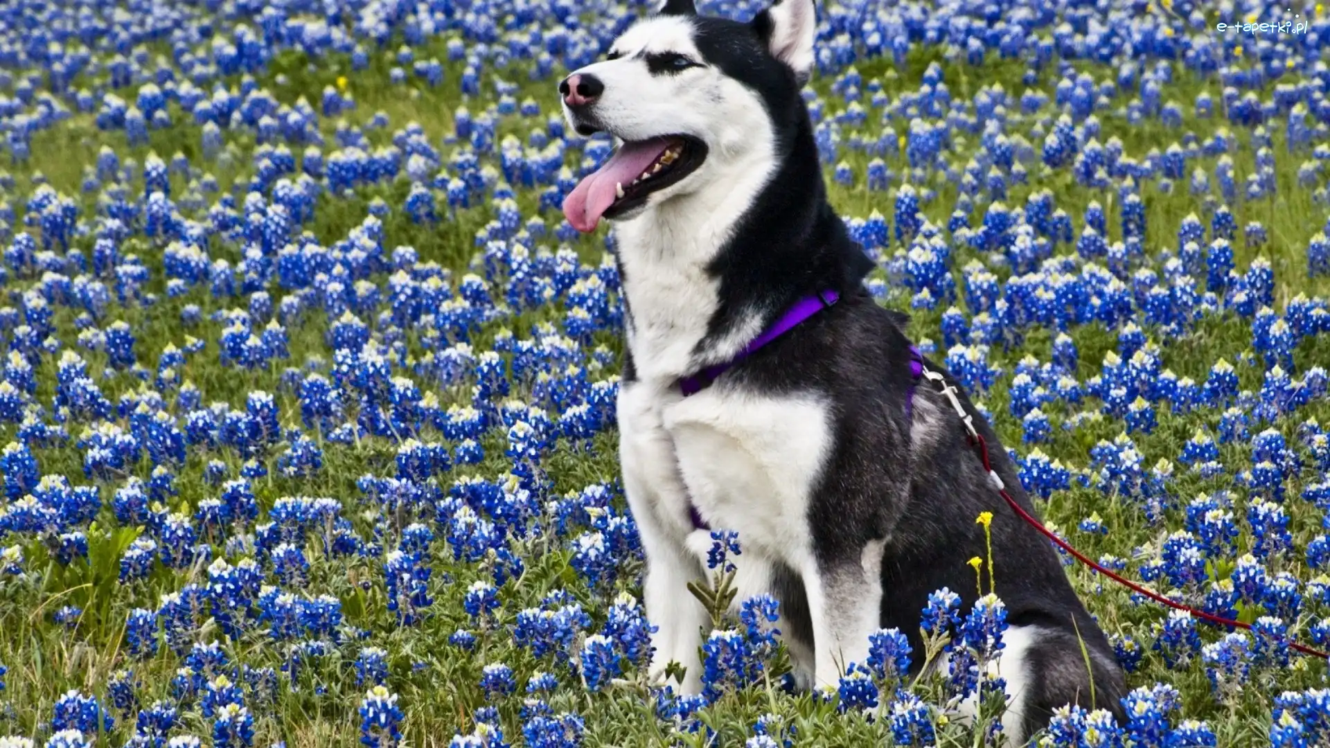 Kwiatki, Łąka, Siberian Husky