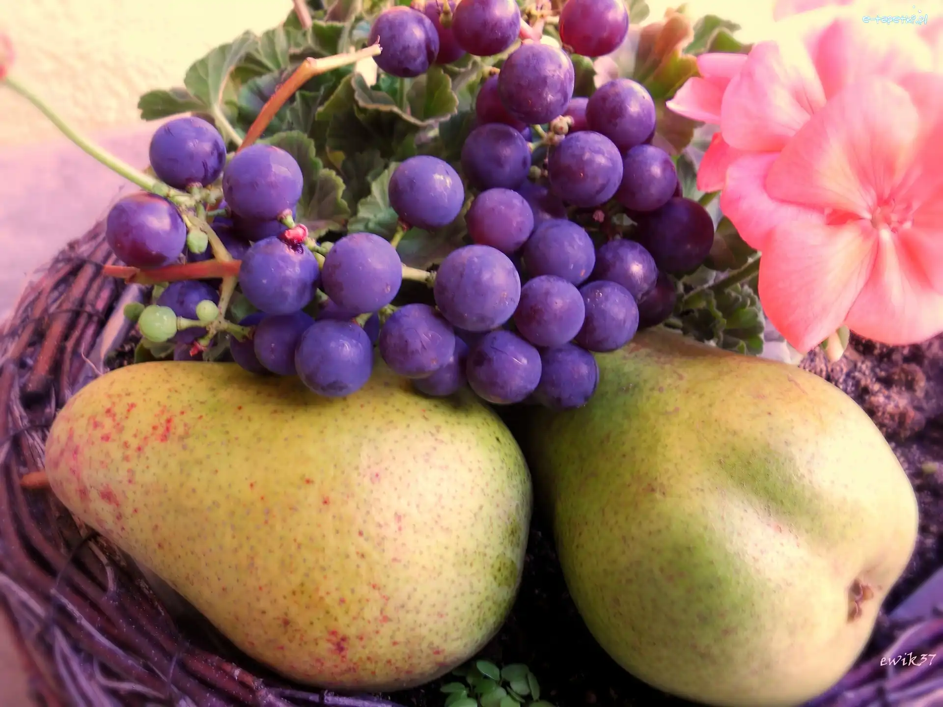 Różowa, Gruszki, Pelargonia, Koszyk, Fioletowe, Winogrona