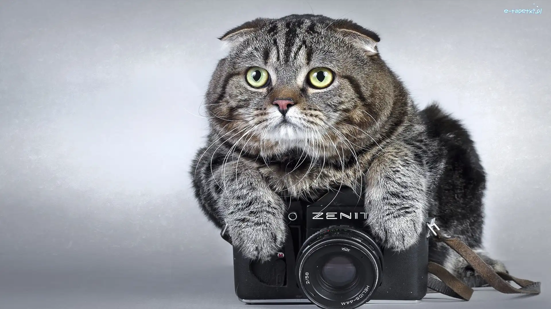 Fotograficzny, Aparat, Kot