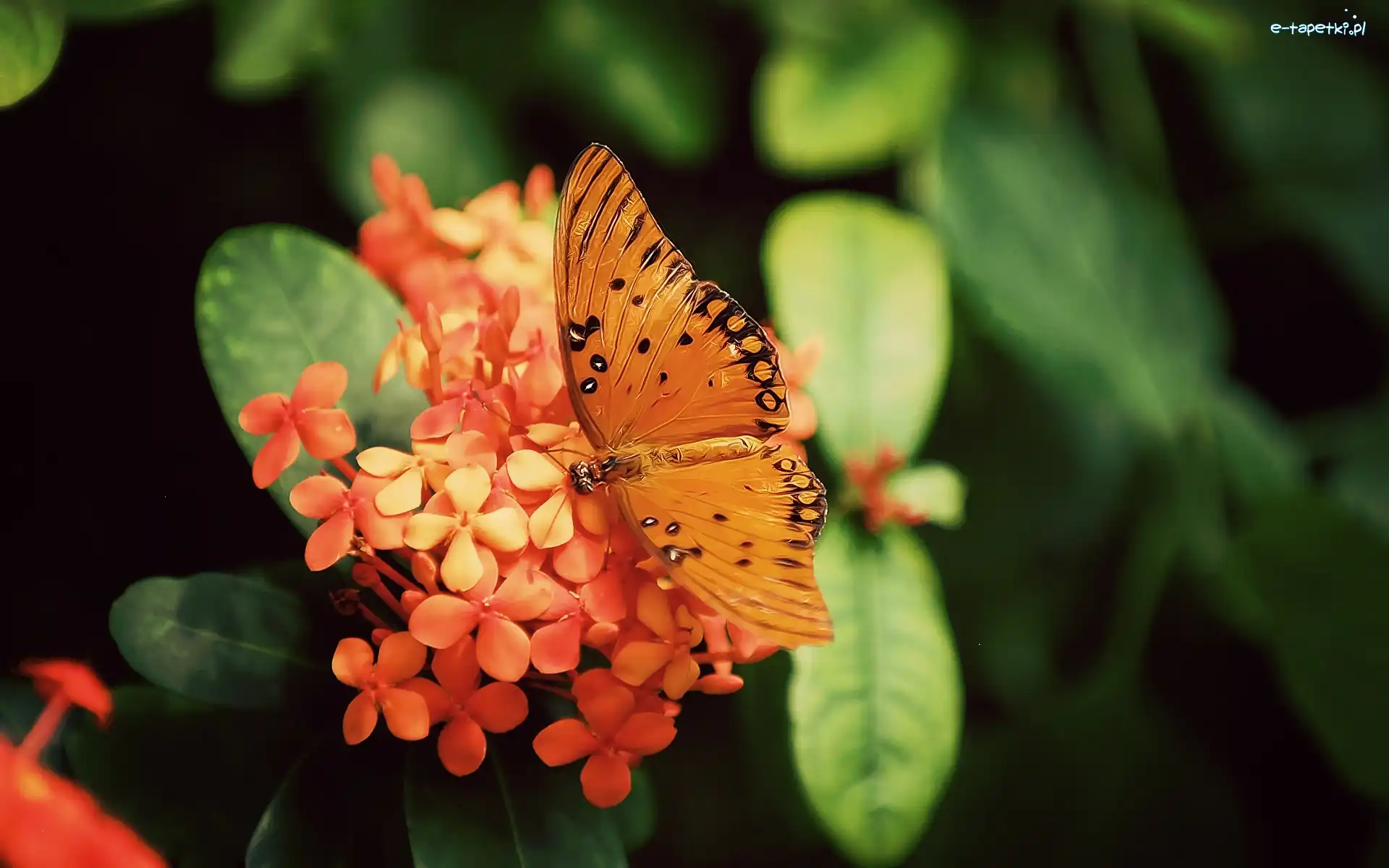 Motyl, Kwiatuszki, Pomarańczowe, Piękny