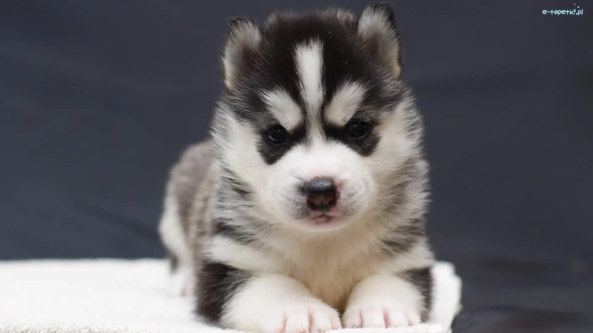 Szczeniak, Siberian Husky