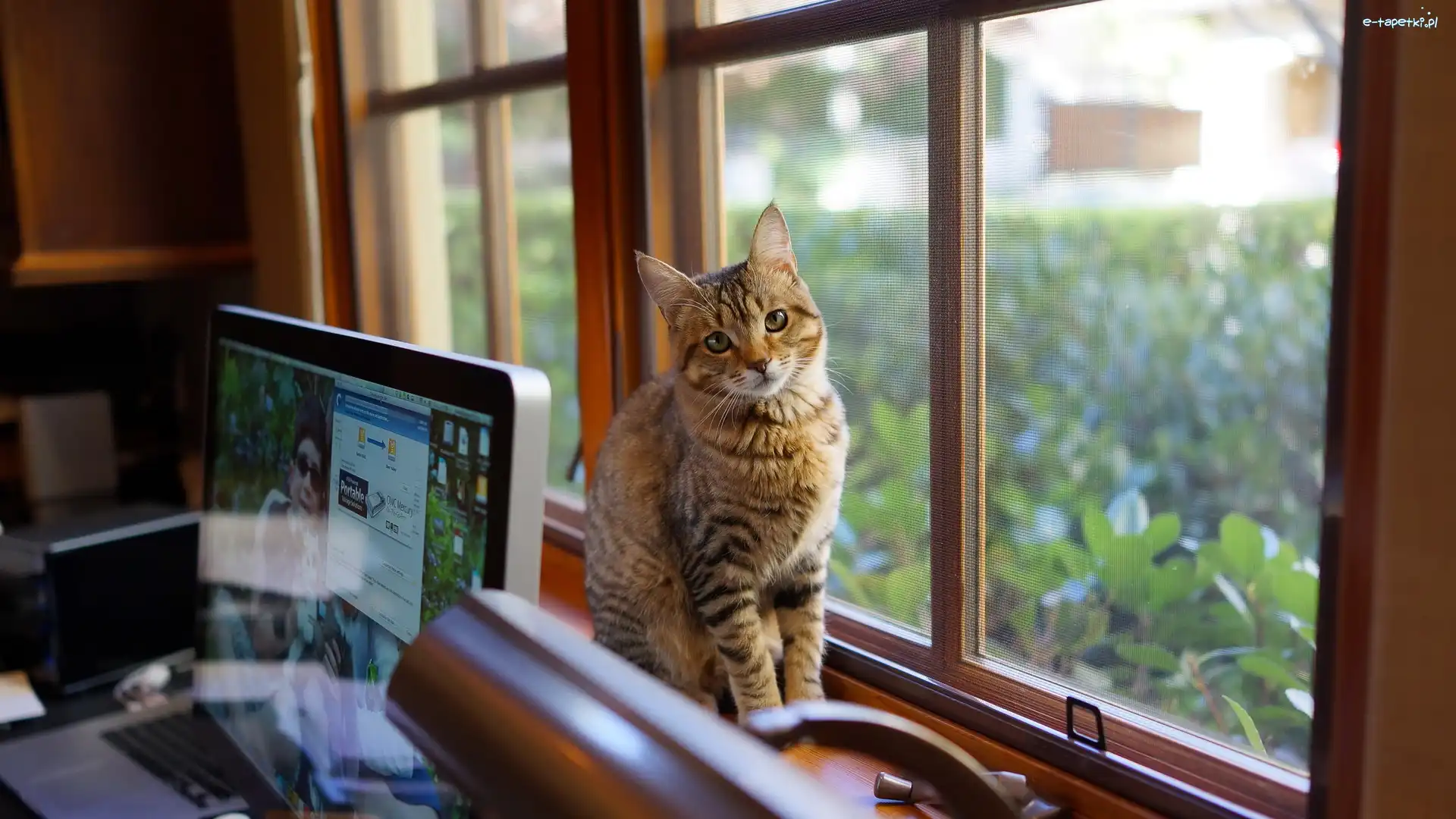 Okno, Laptop, Biurko, Kotek