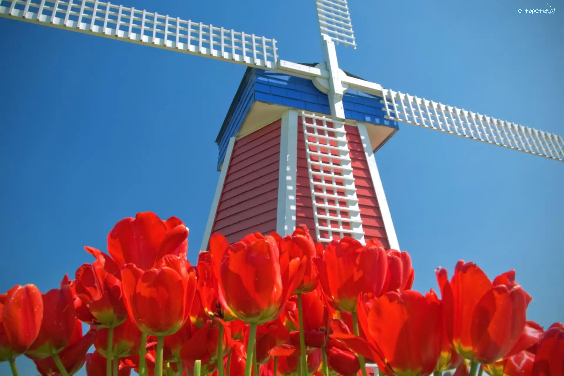 Niebo, Tulipany, Wiatrak