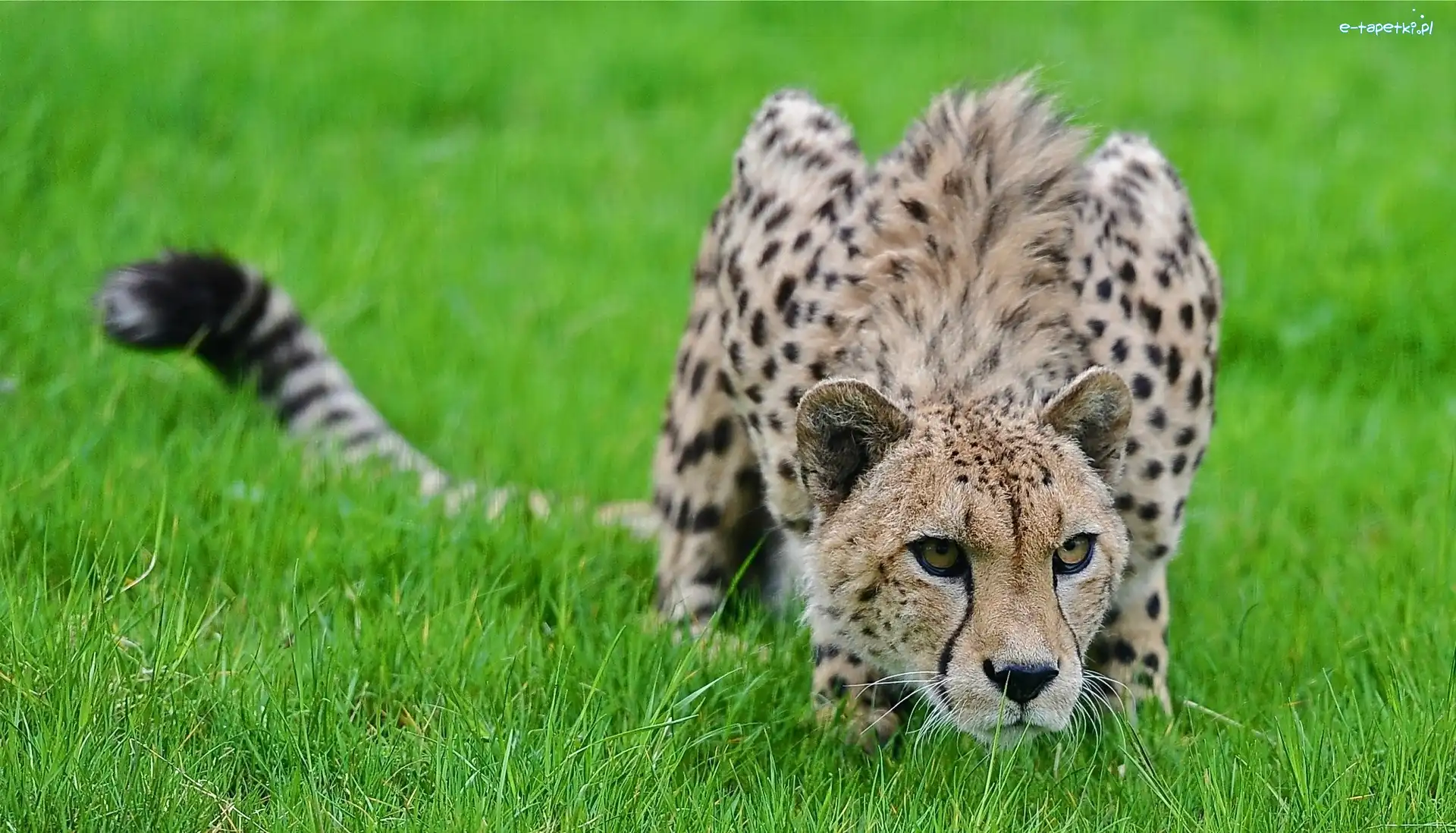 Trawa, Gepard