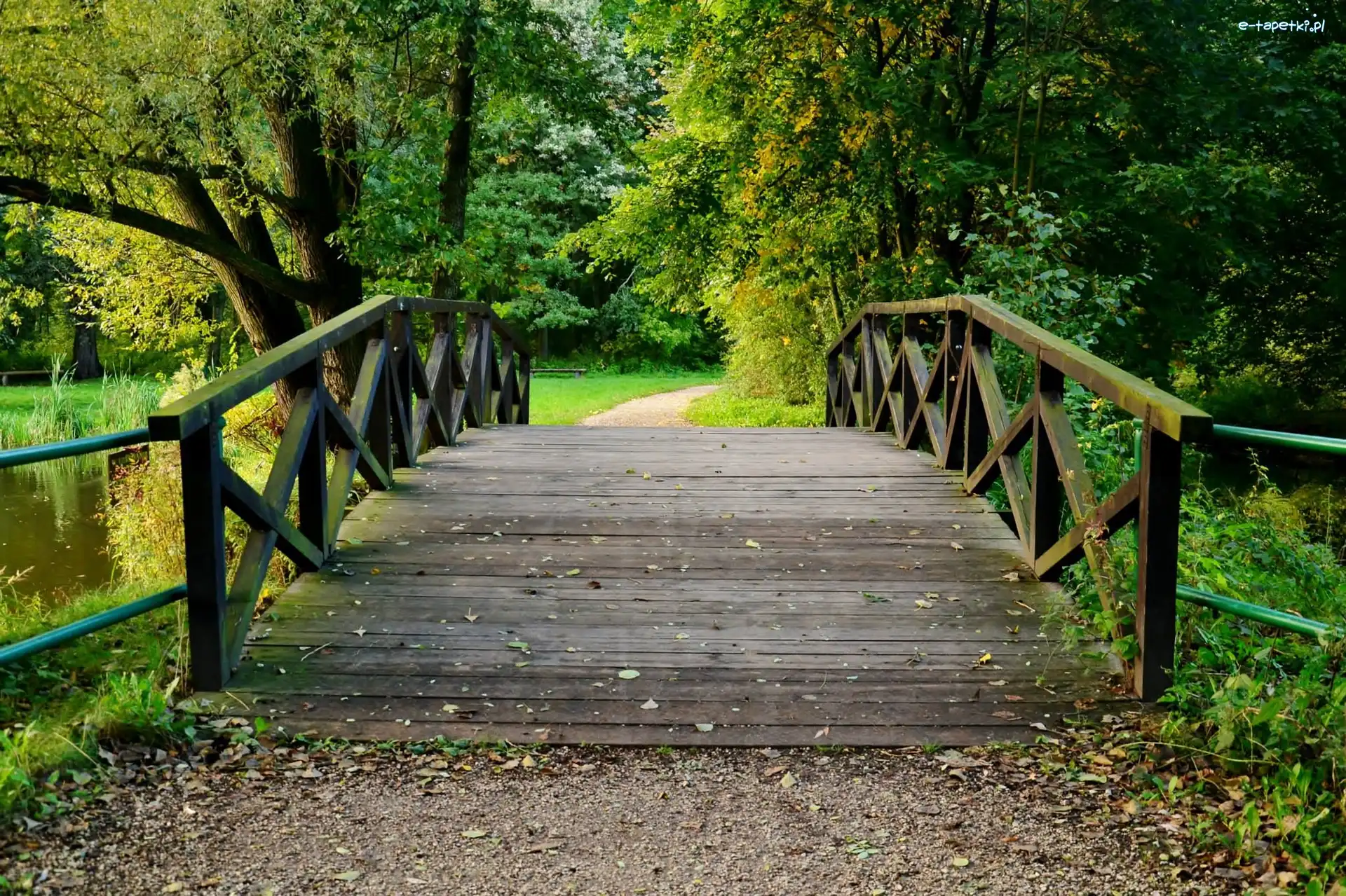 Drzewa, Most, Park